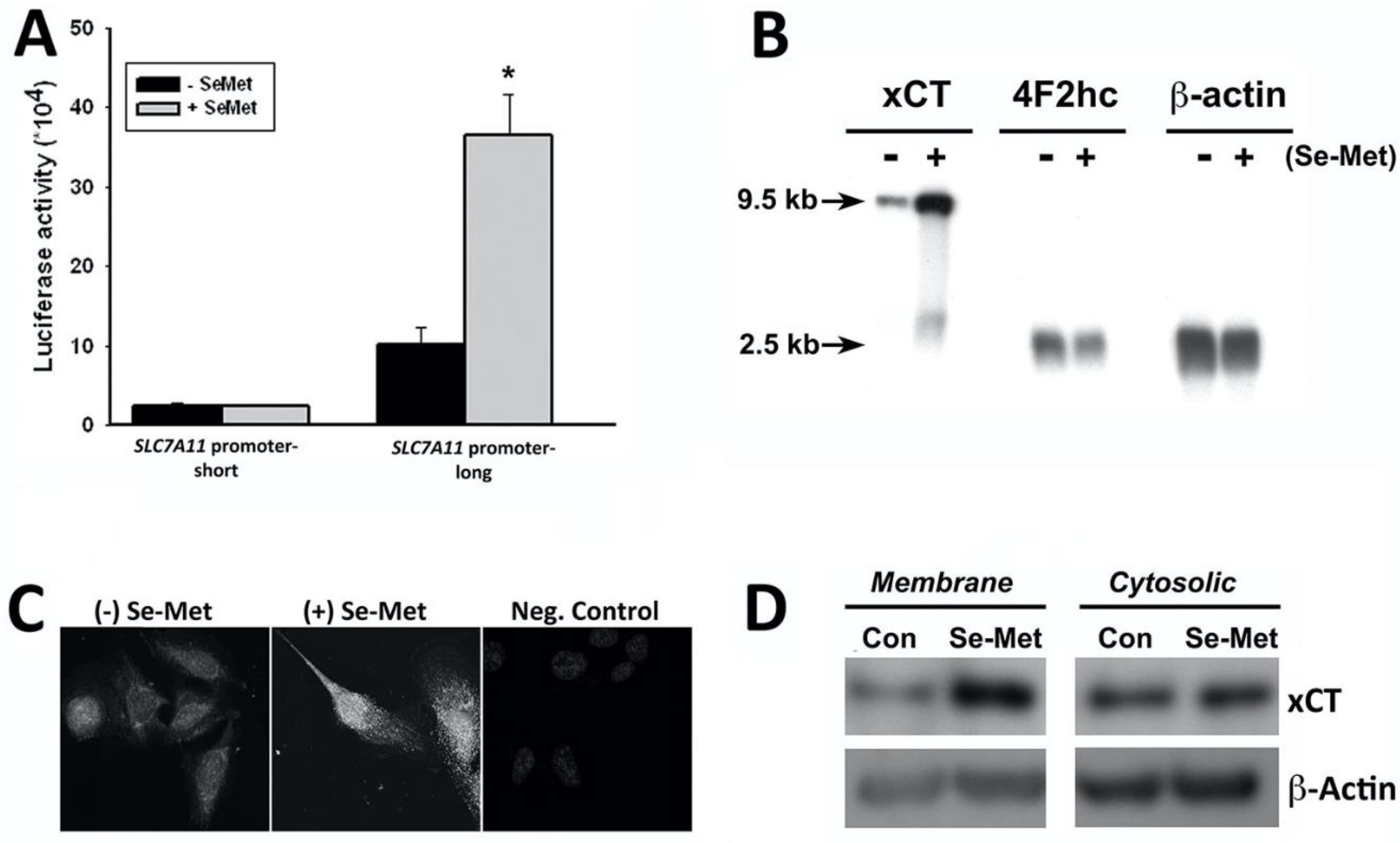 Antioxidants 10 00009 g002 Antioxidants 10 00009 g002