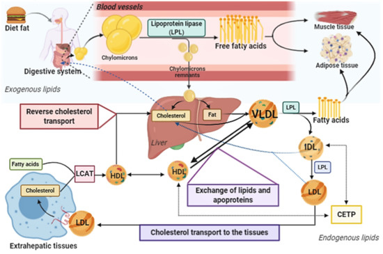 Paraoxonase Role in Human Neurodegenerative Diseases