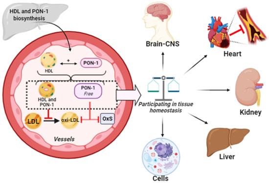 Paraoxonase Role in Human Neurodegenerative Diseases