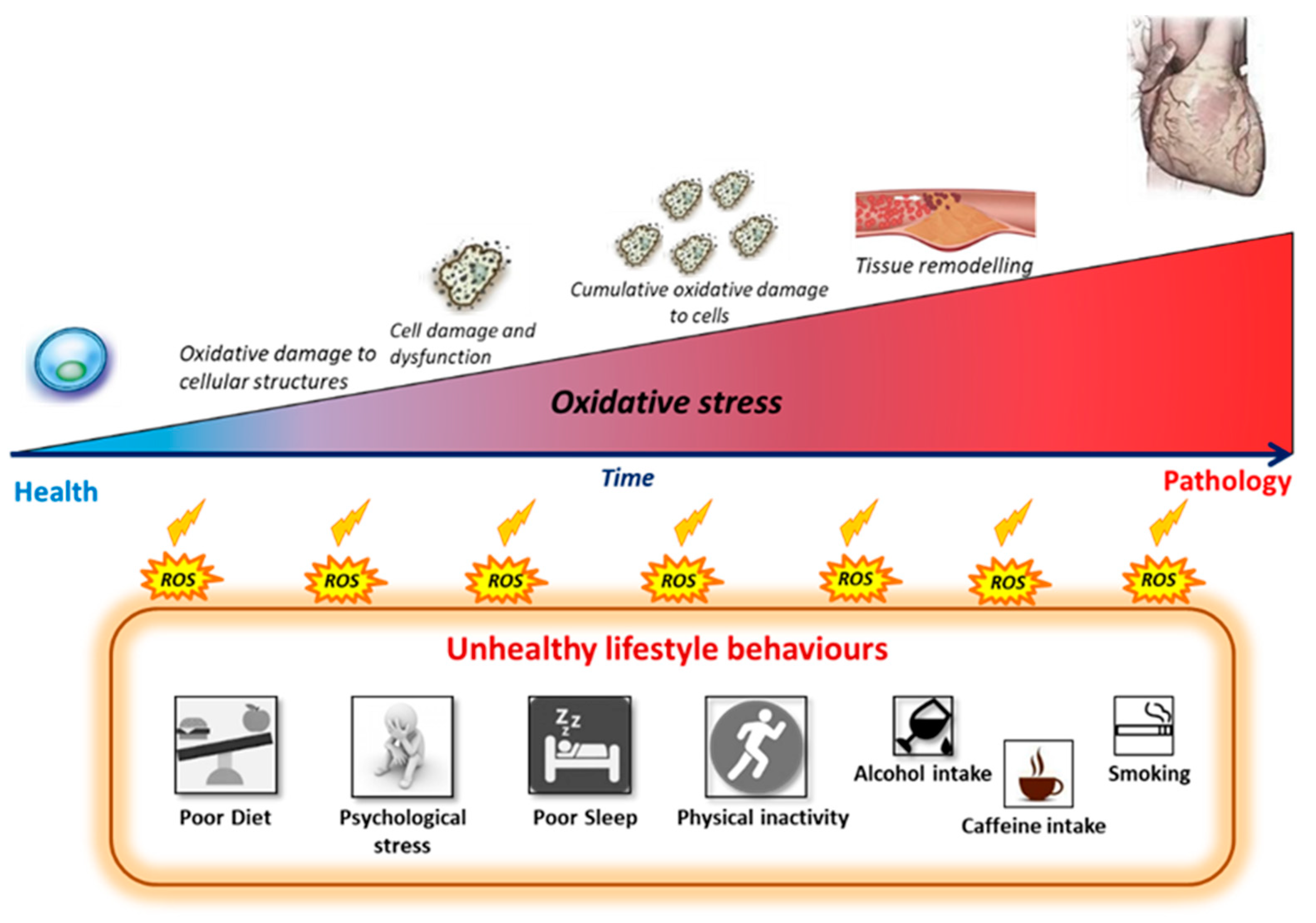 Antioxidants 10 00015 g003 Antioxidants 10 00015 g003
