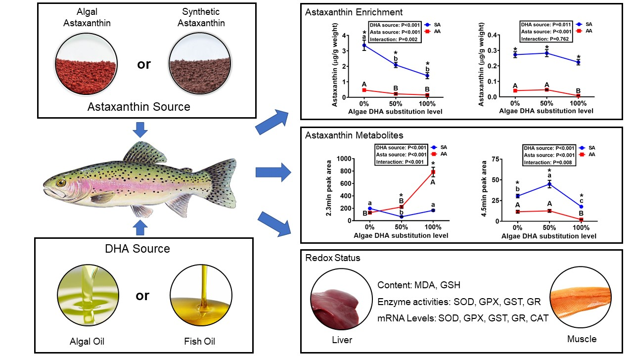 Antioxidants Free FullText Supplemental Microalgal DHA and