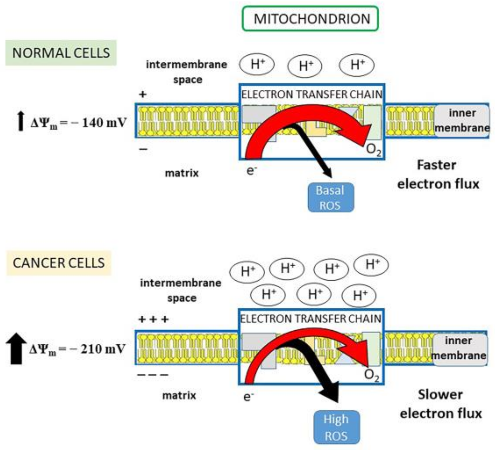Antioxidants 10 00018 g001 Antioxidants 10 00018 g001
