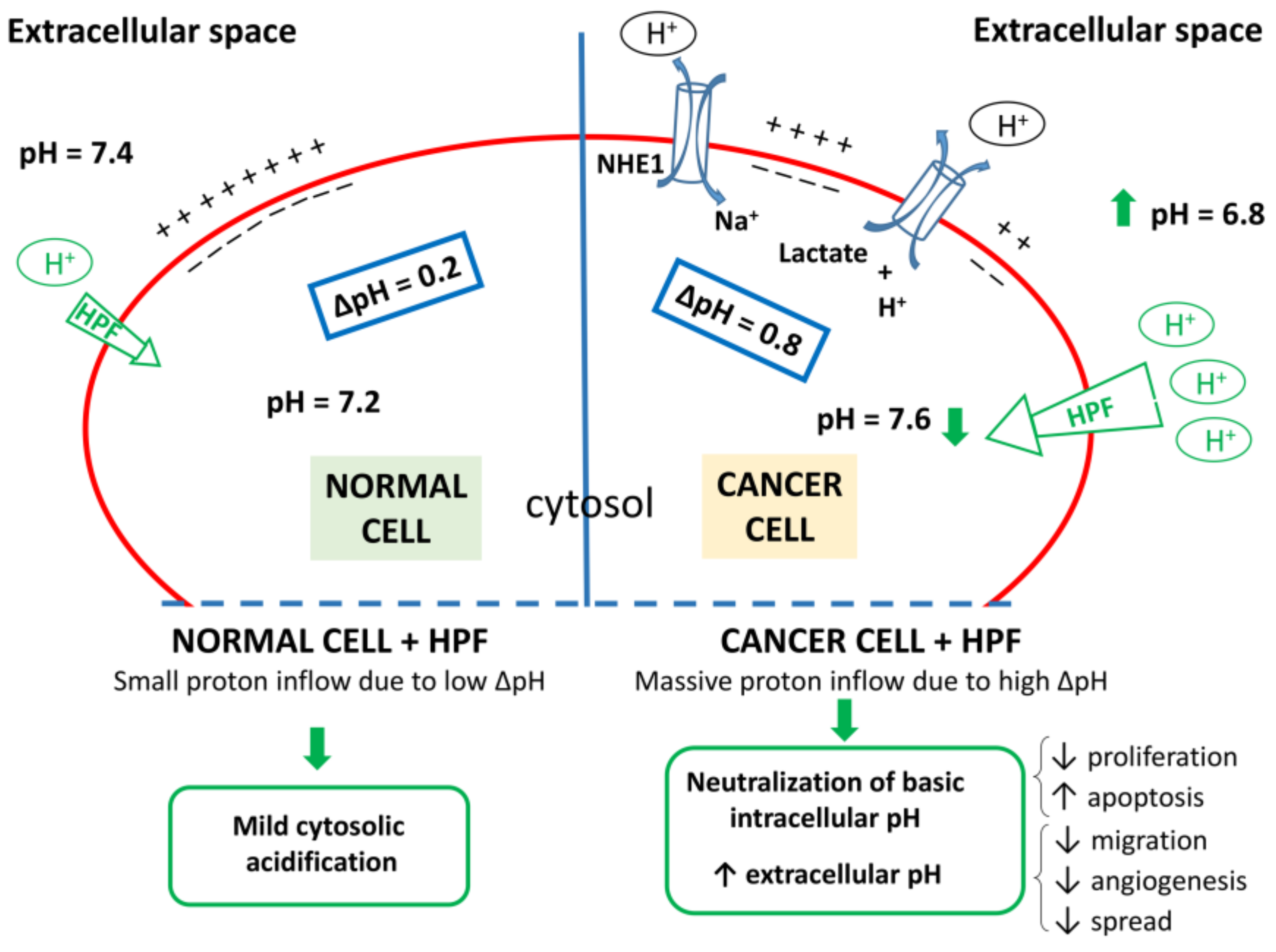 Antioxidants 10 00018 g003 Antioxidants 10 00018 g003