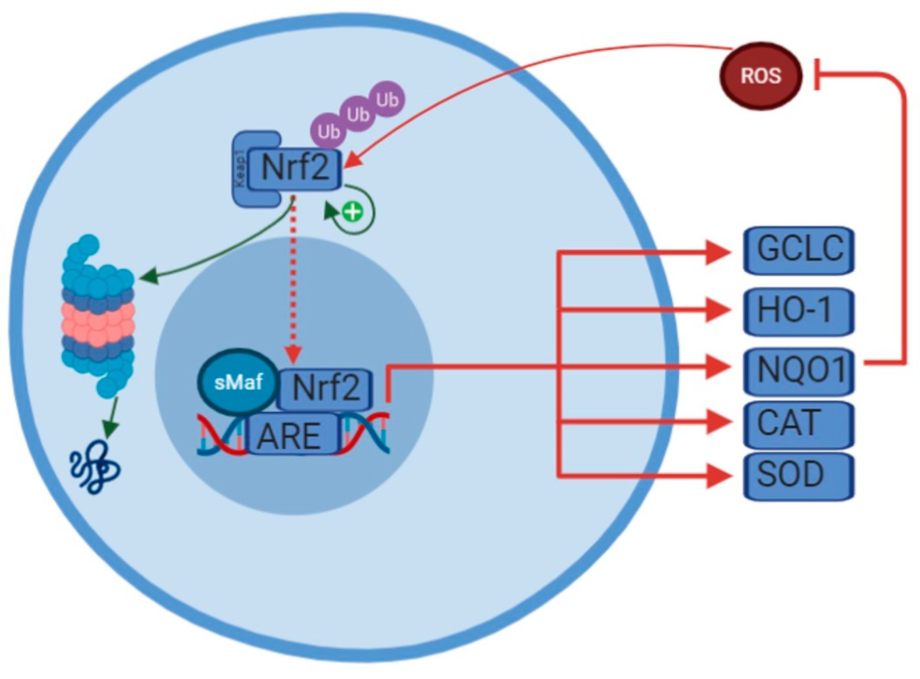 Antioxidants Free FullText Peripheral Blood NRF2 Expression as a