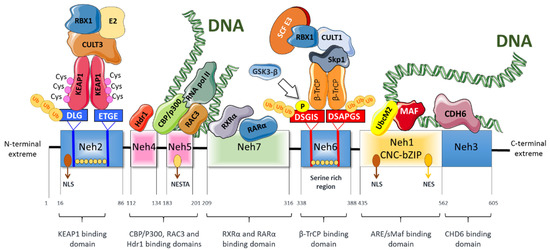 Antioxidants | Free Full-Text | Protective Role of Nrf2 in Renal 