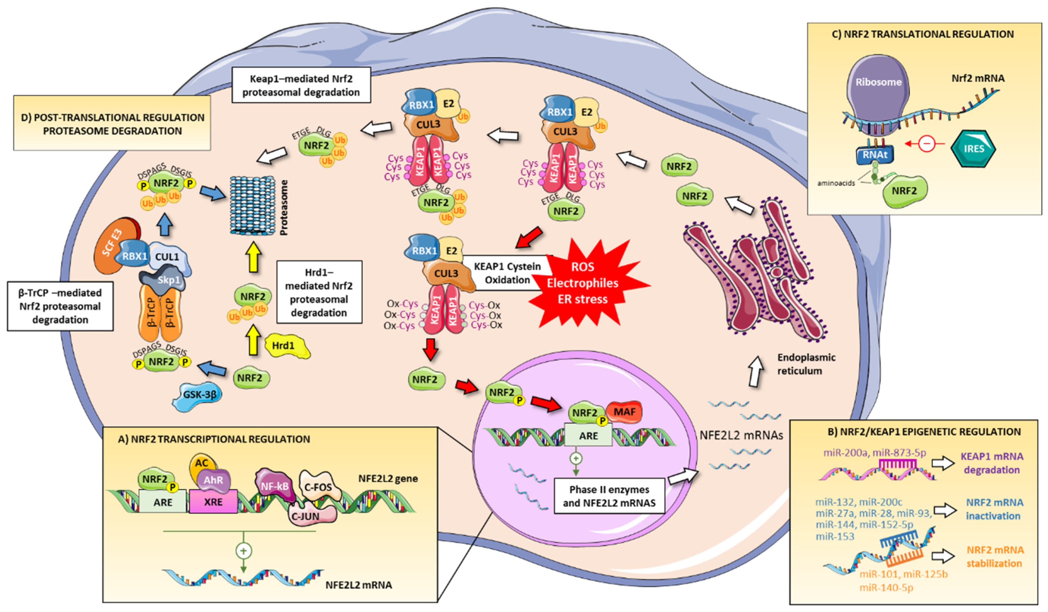 Protective Role of Nrf2 in Renal Disease