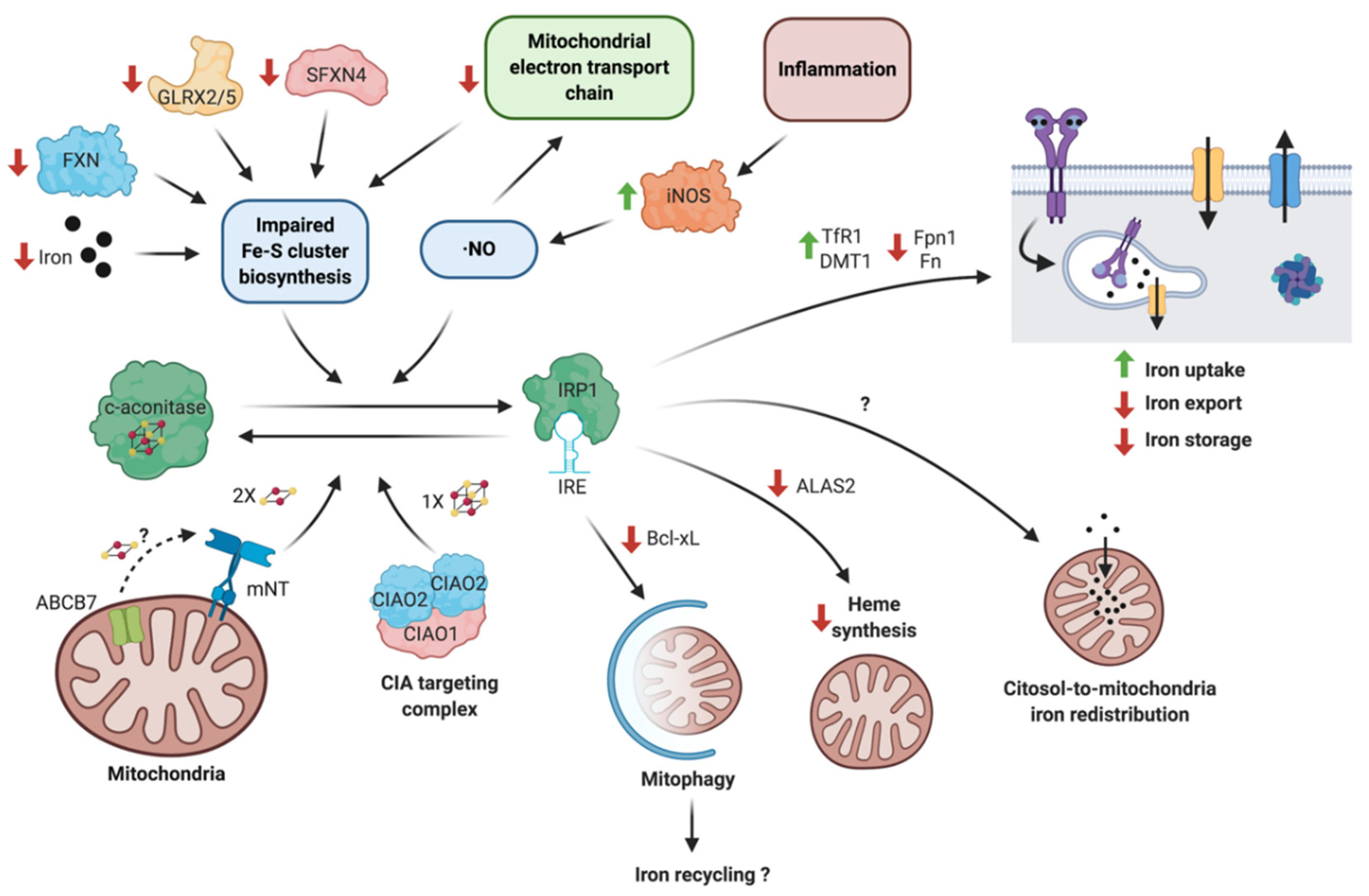 Antioxidants 10 00061 g001 Antioxidants 10 00061 g001