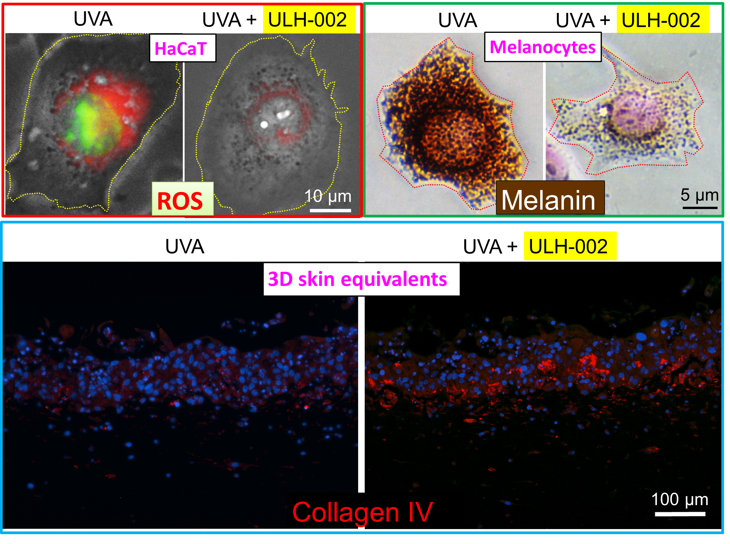 Antioxidants Free Full Text Hydrogen Generating Silica Material Prevents Uva Ray Induced Cellular Oxidative Stress Cell Death Collagen Loss And Melanogenesis In Human Cells And 3d Skin Equivalents Html