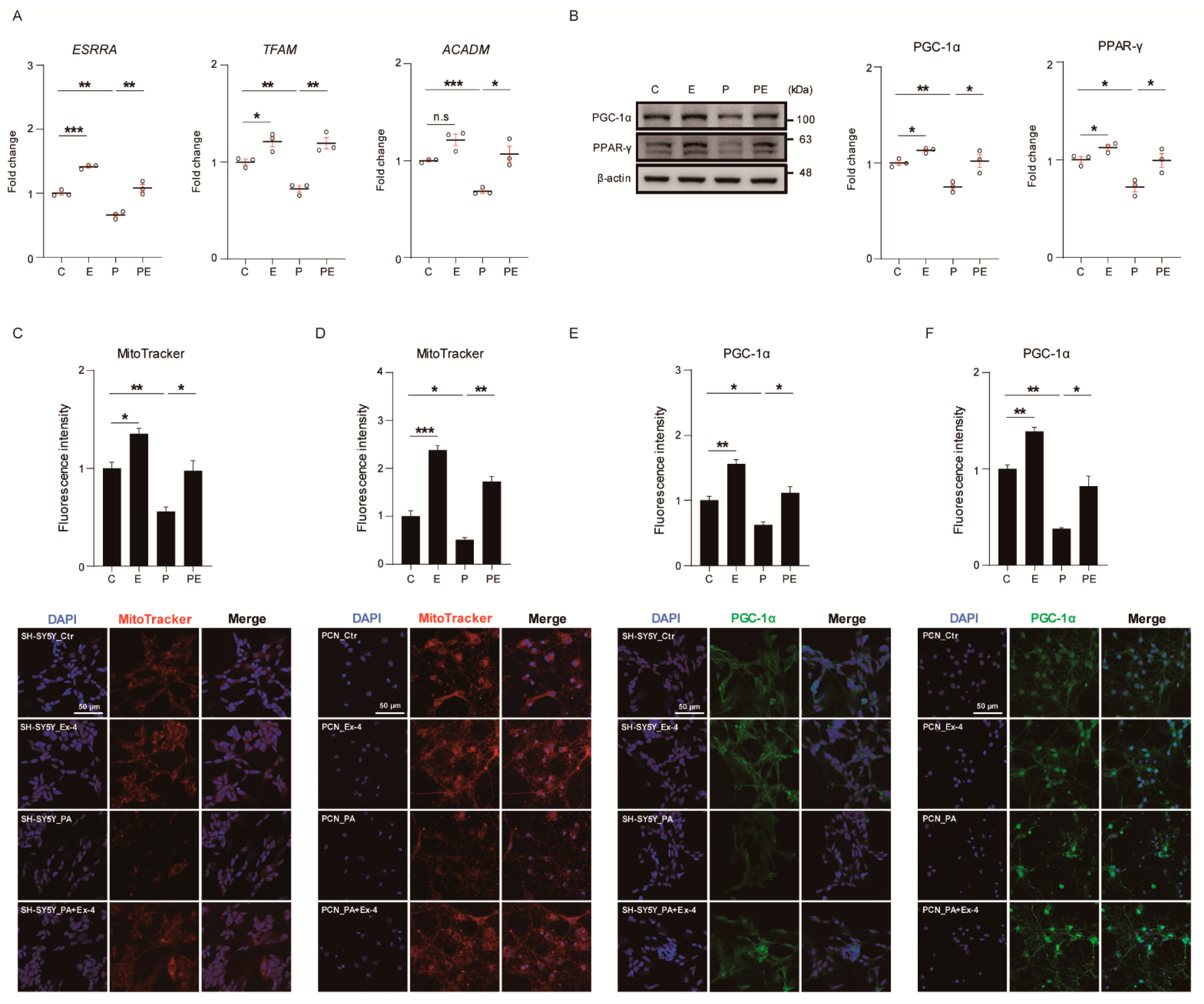 Antioxidants 10 00078 g003 Antioxidants 10 00078 g003