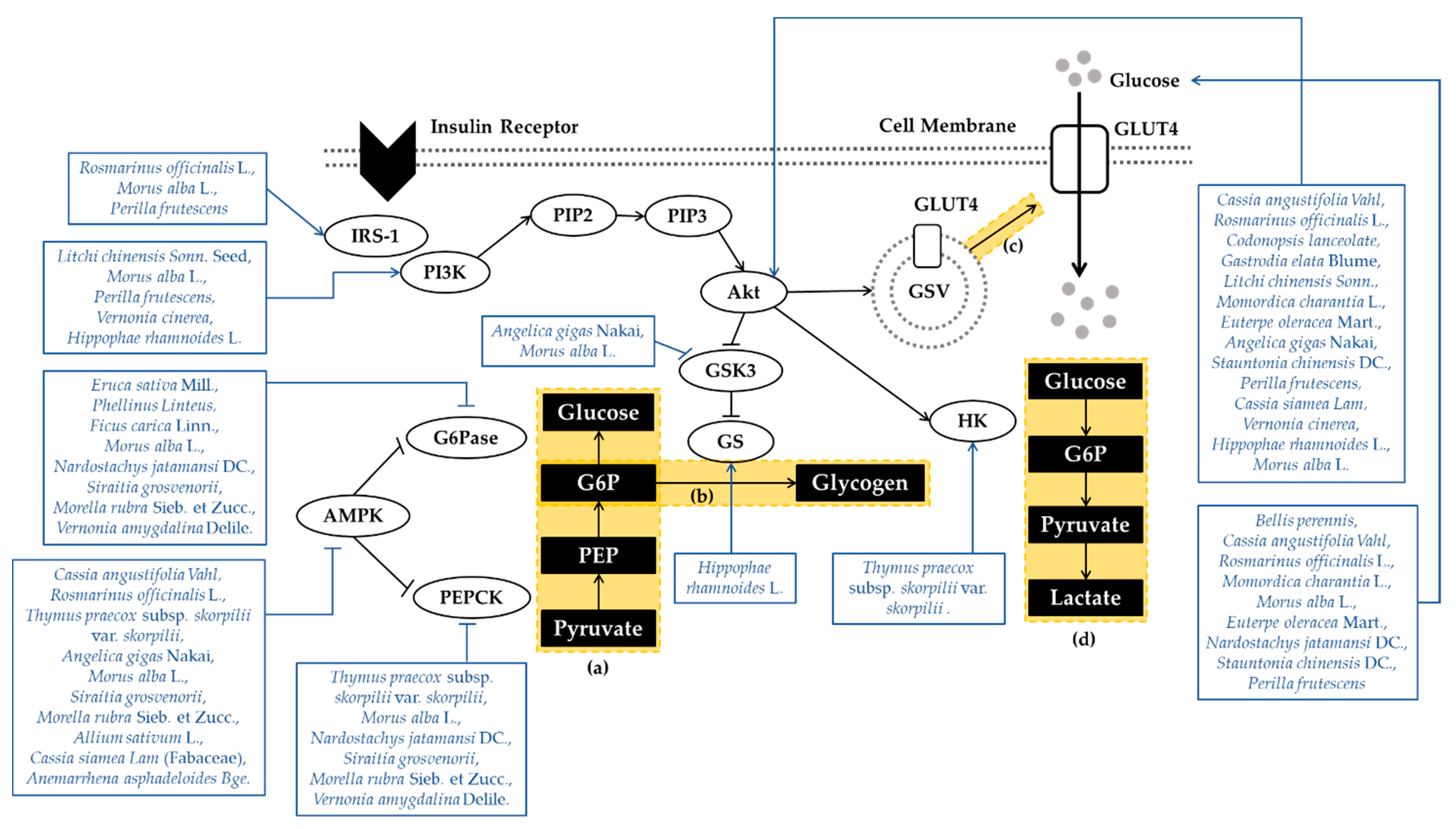 Antioxidants 10 00081 g001