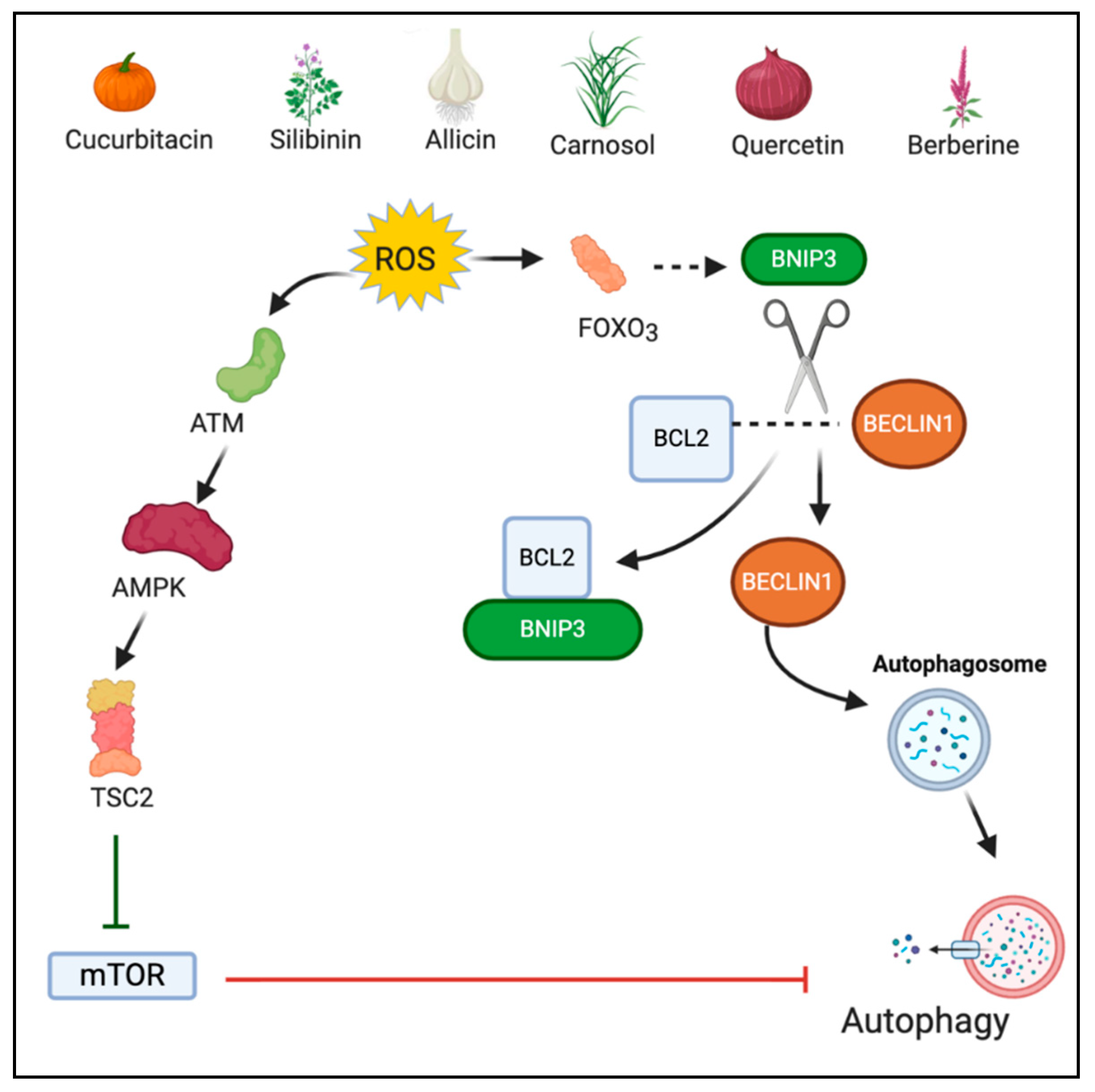 Antioxidants 10 00083 g003