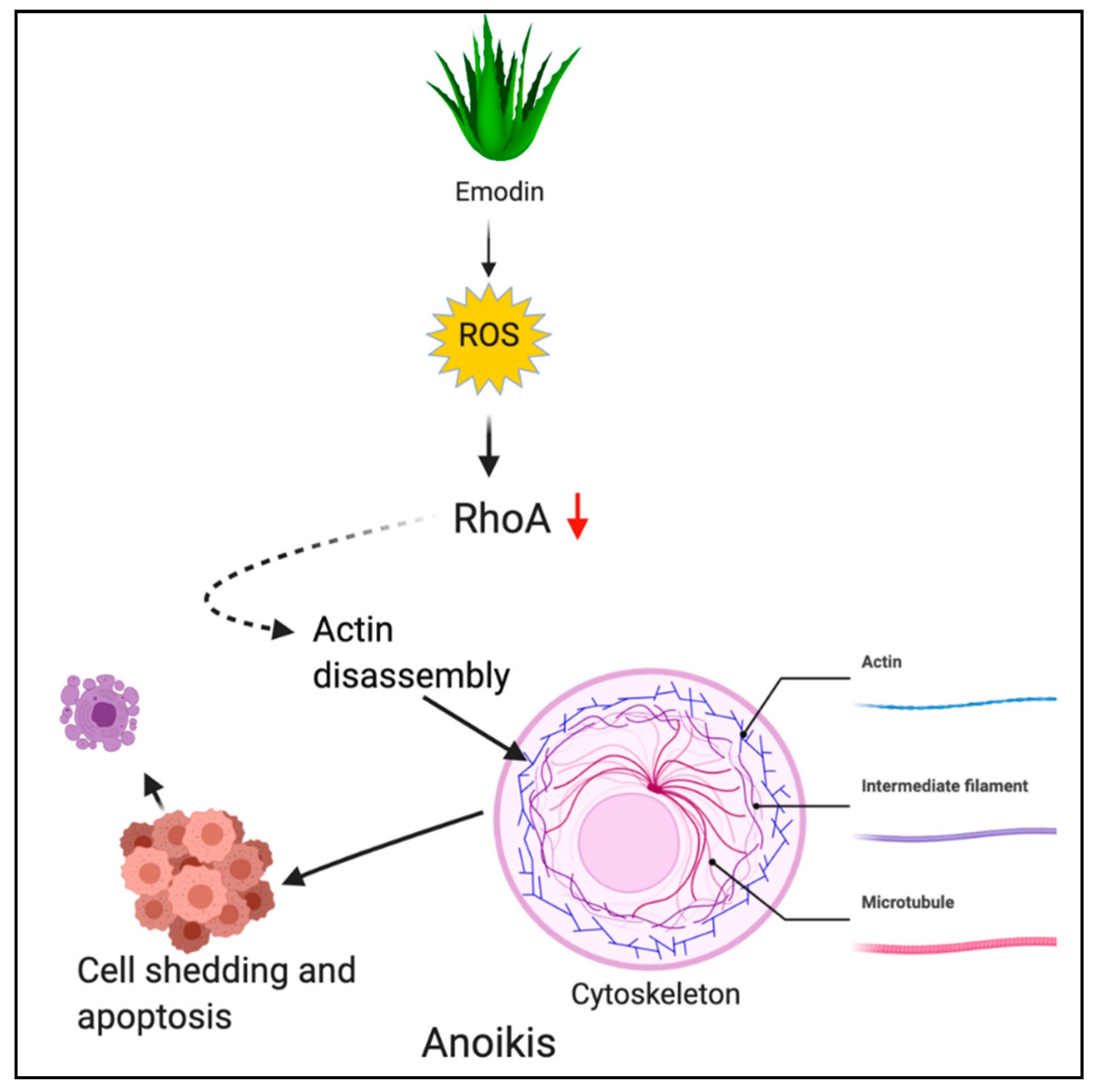 Antioxidants 10 00083 g005