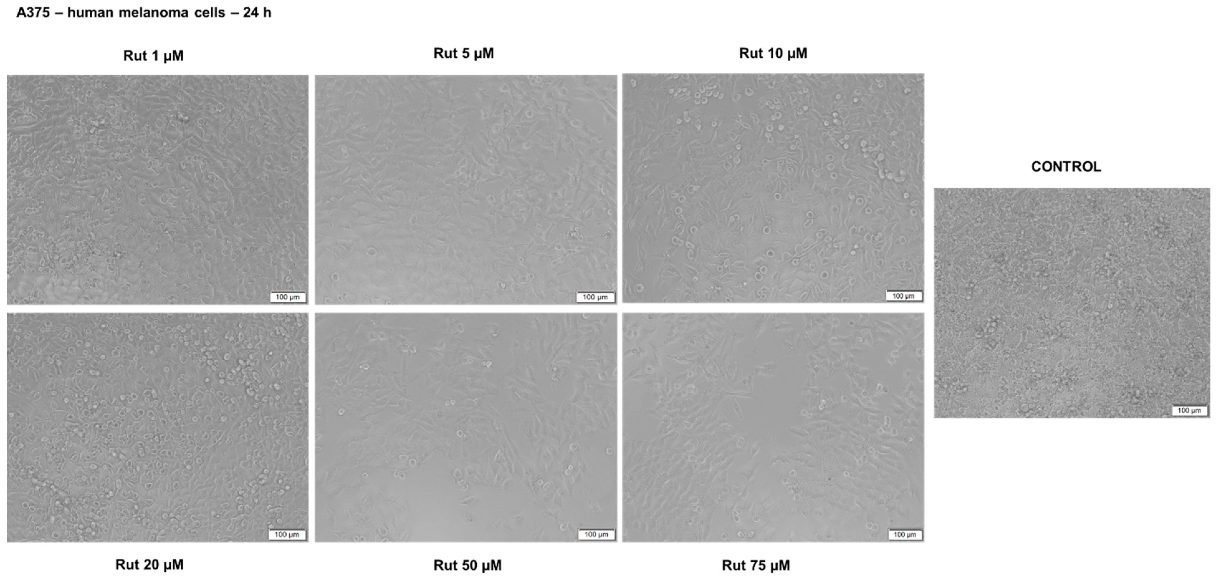 Antioxidants 10 00085 g012 Antioxidants 10 00085 g012