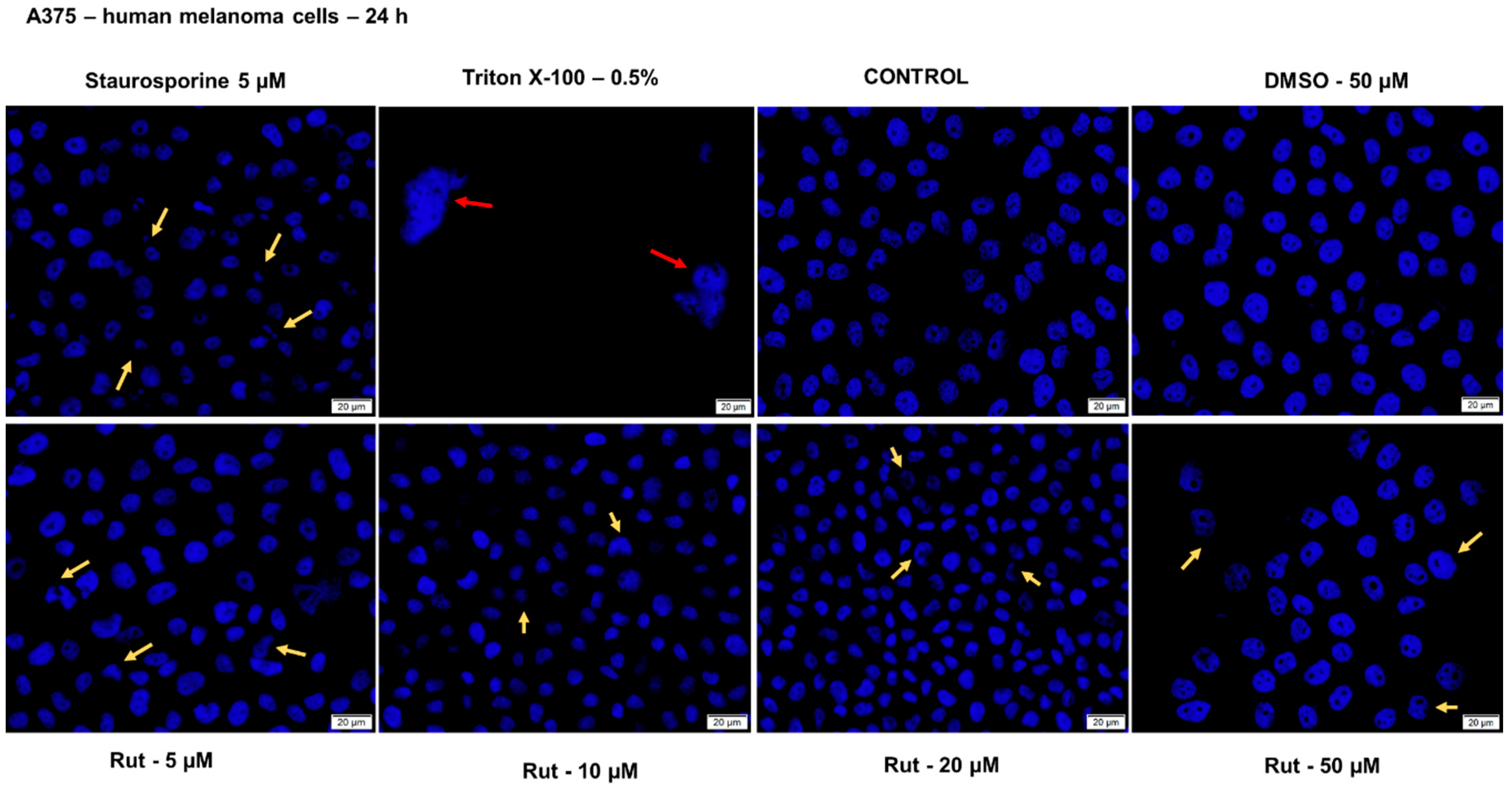 Antioxidants 10 00085 g013 Antioxidants 10 00085 g013