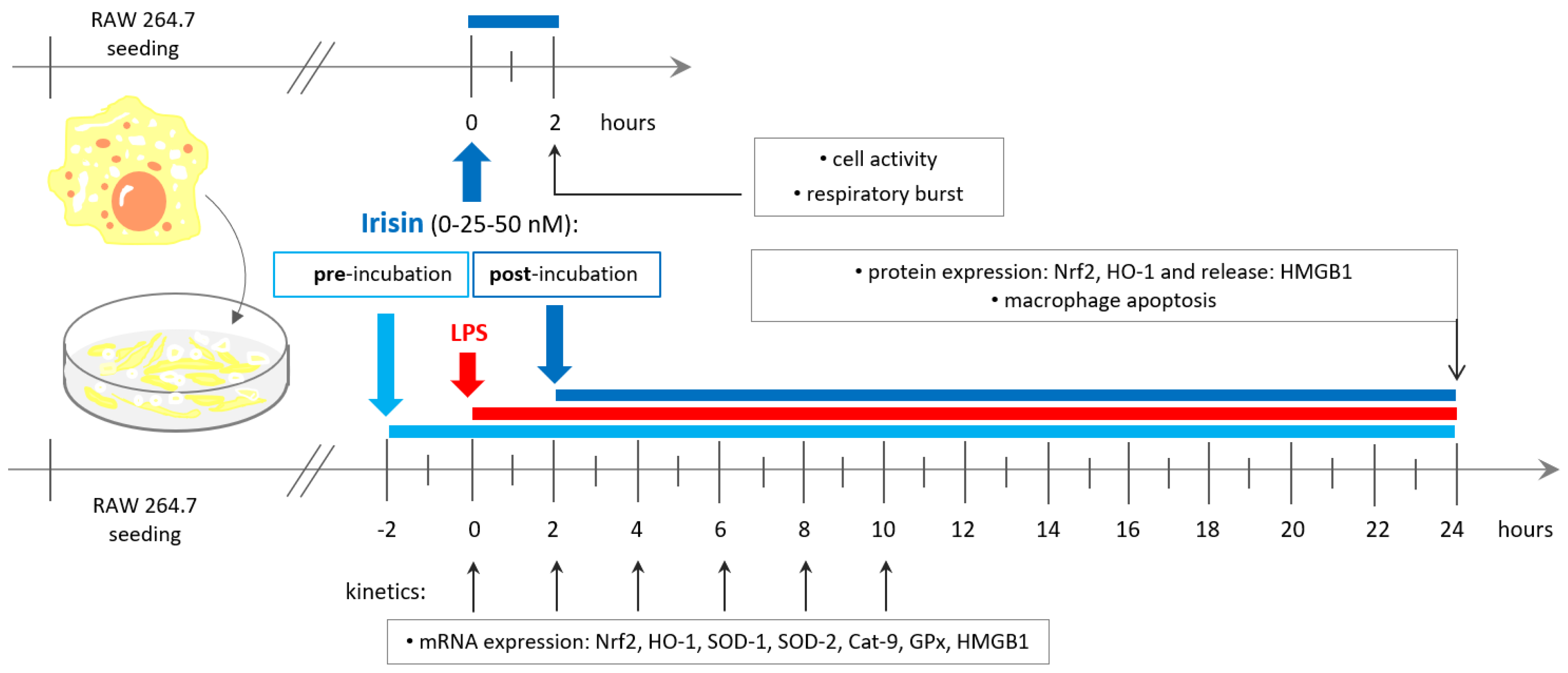 Antioxidants 10 00088 g001 Antioxidants 10 00088 g001