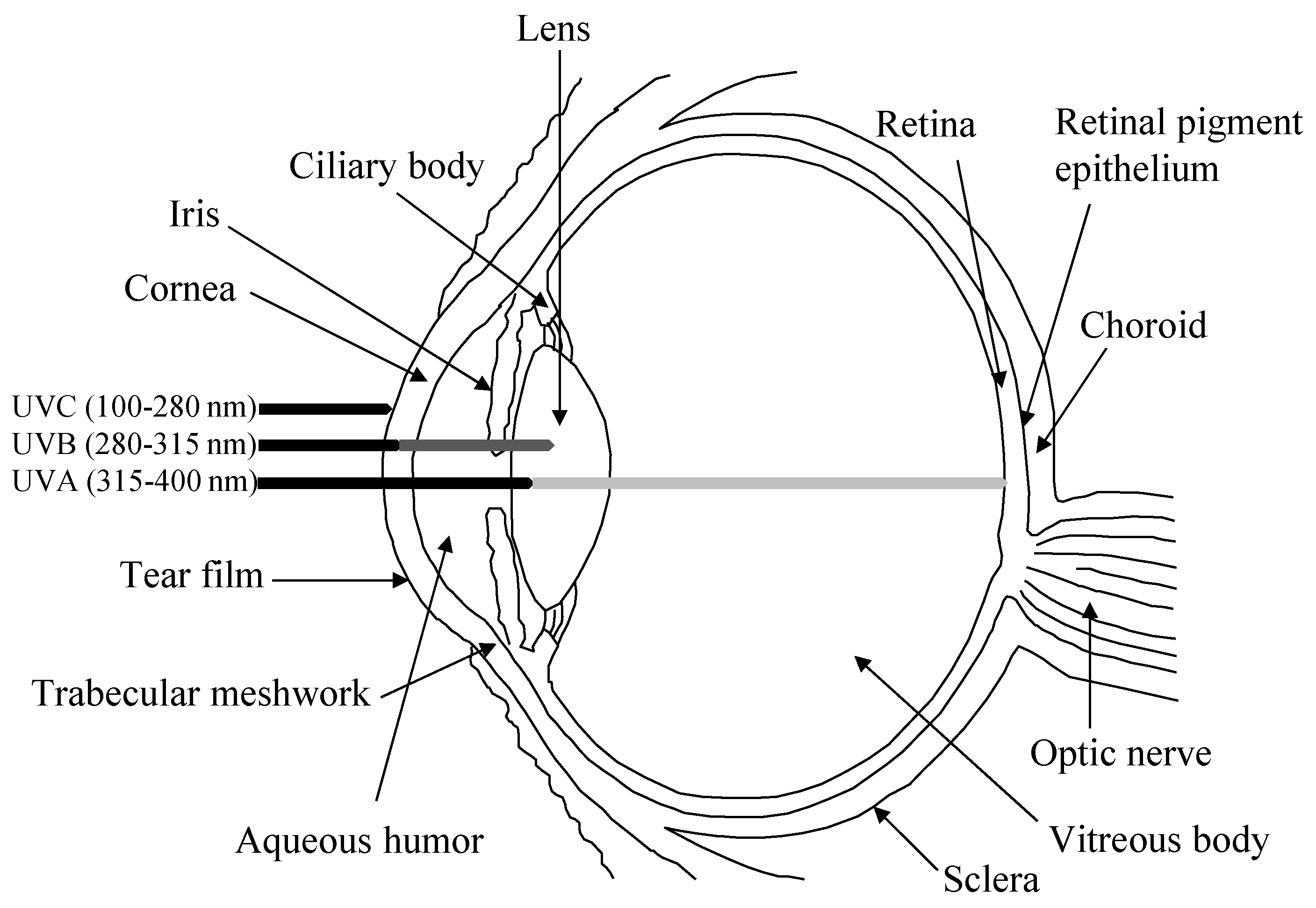 Antioxidants 10 00089 g001