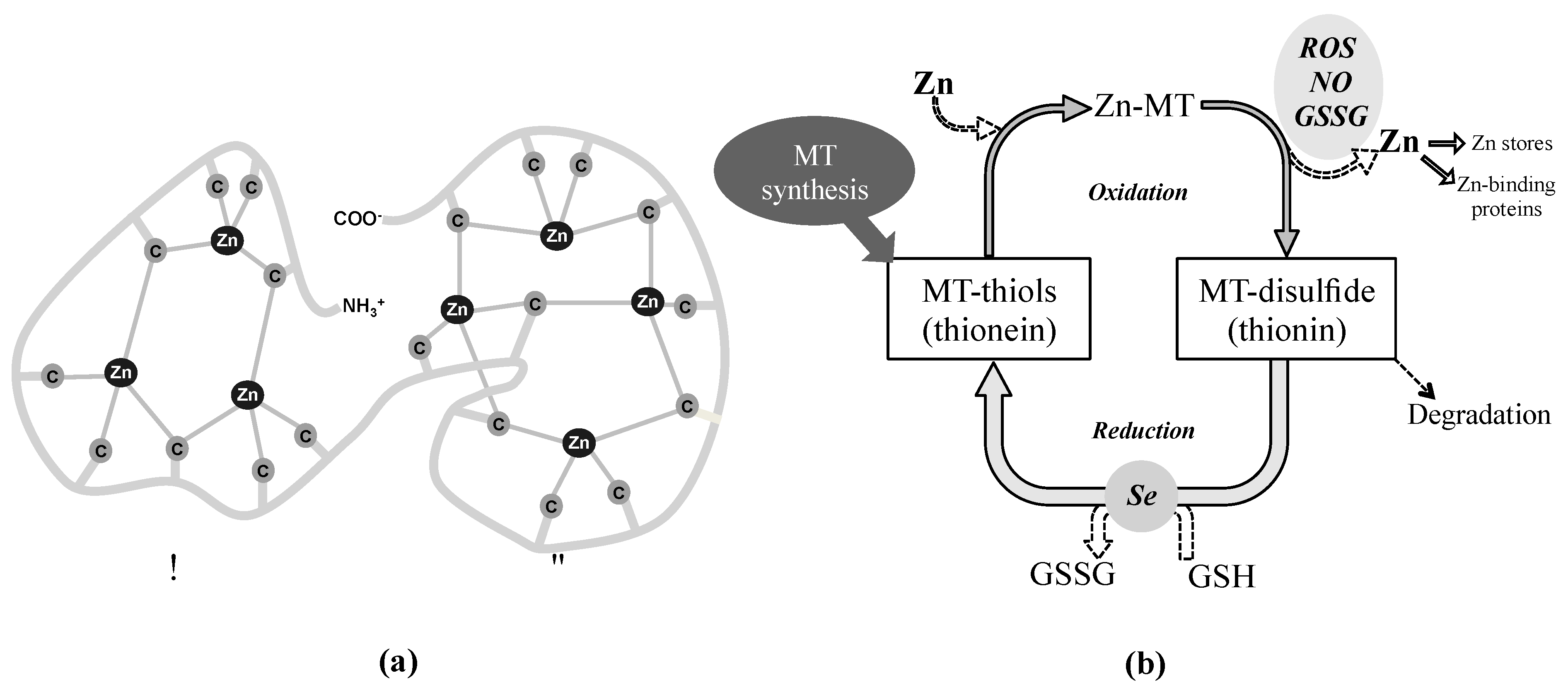 Antioxidants 10 00089 g003