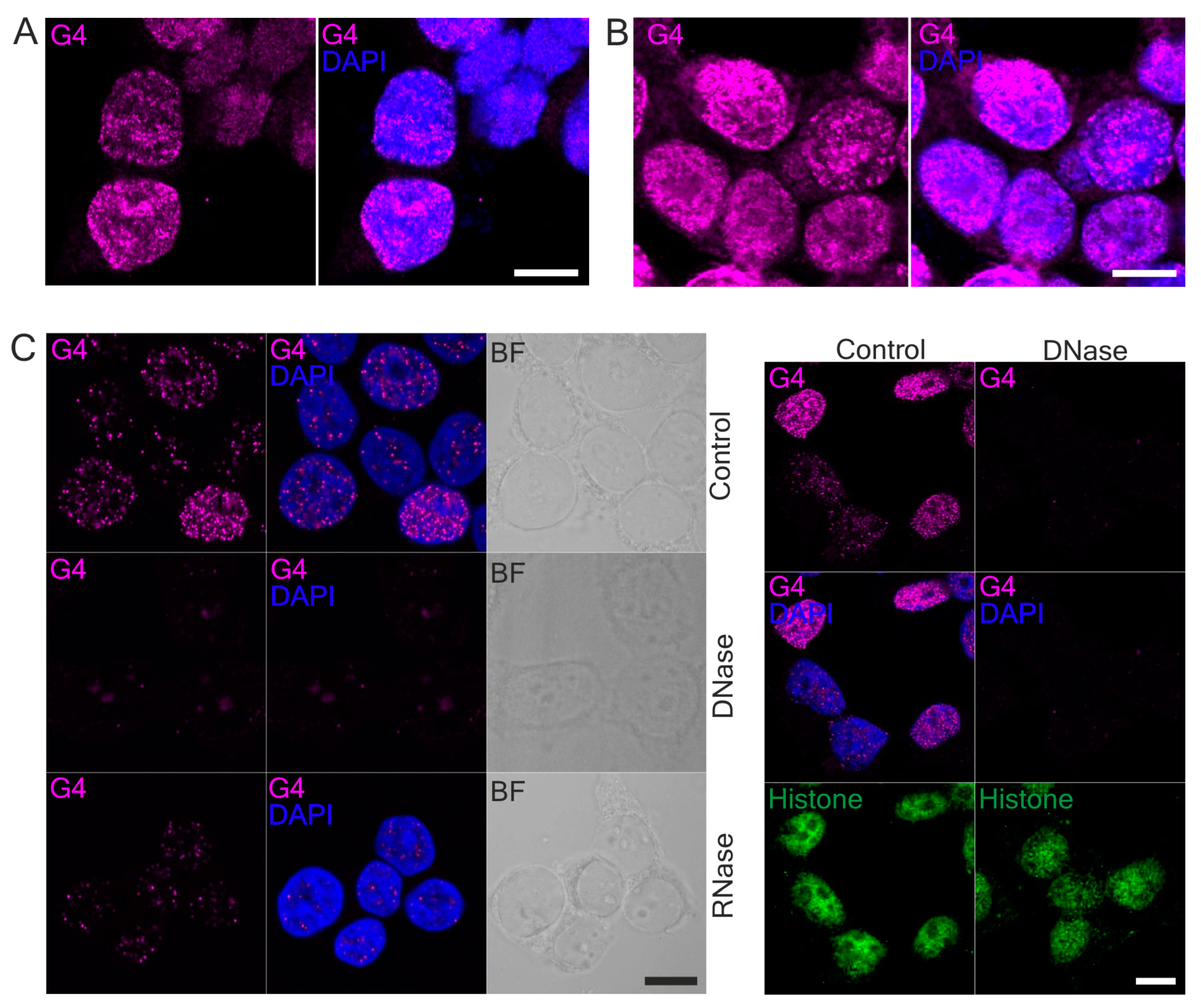 Antioxidants 10 00094 g004