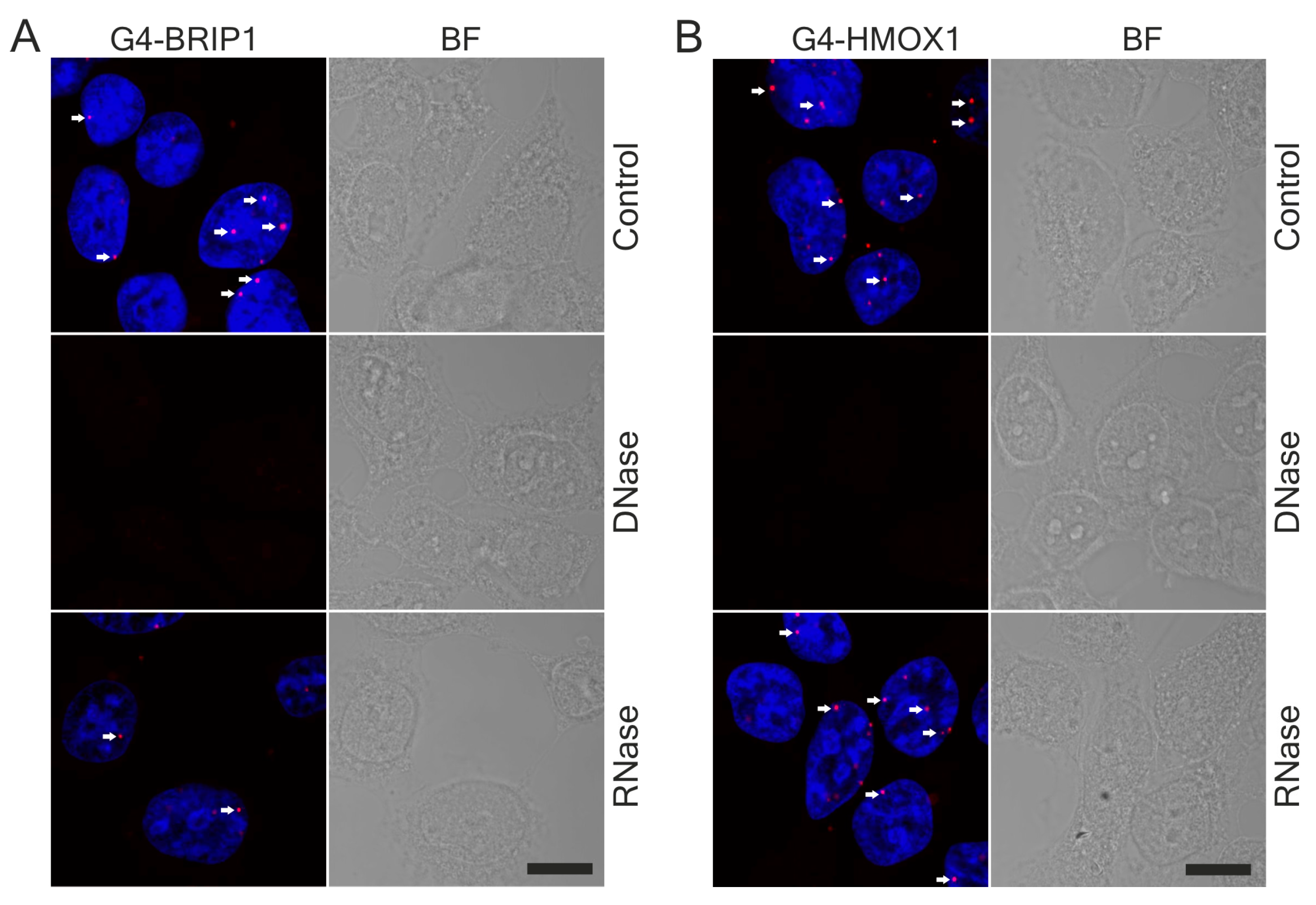Antioxidants Free FullText Proximity Ligation Assay Detection of