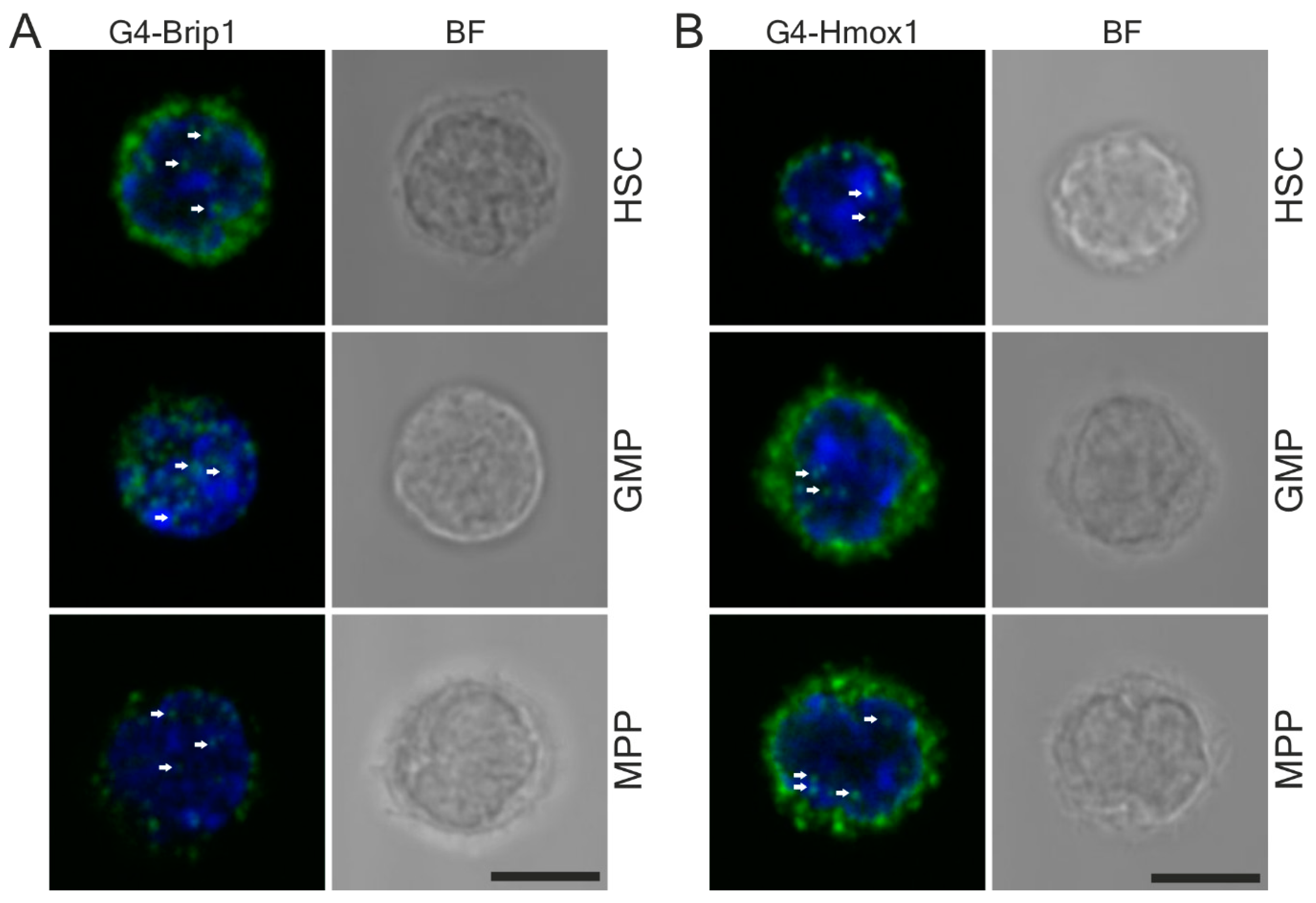Antioxidants 10 00094 g007