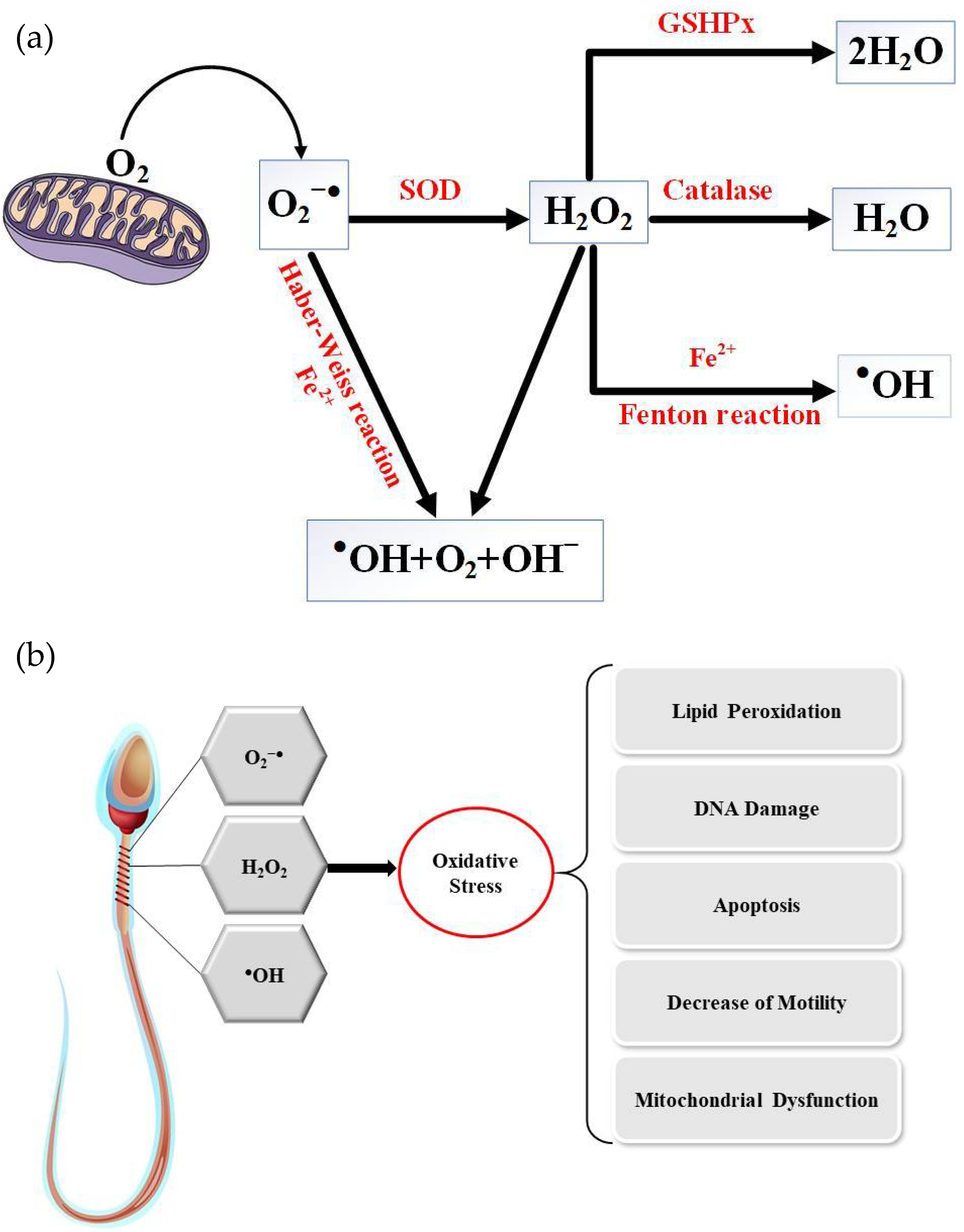 Antioxidants Free FullText Oxidation of Sperm DNA and Male Infertility