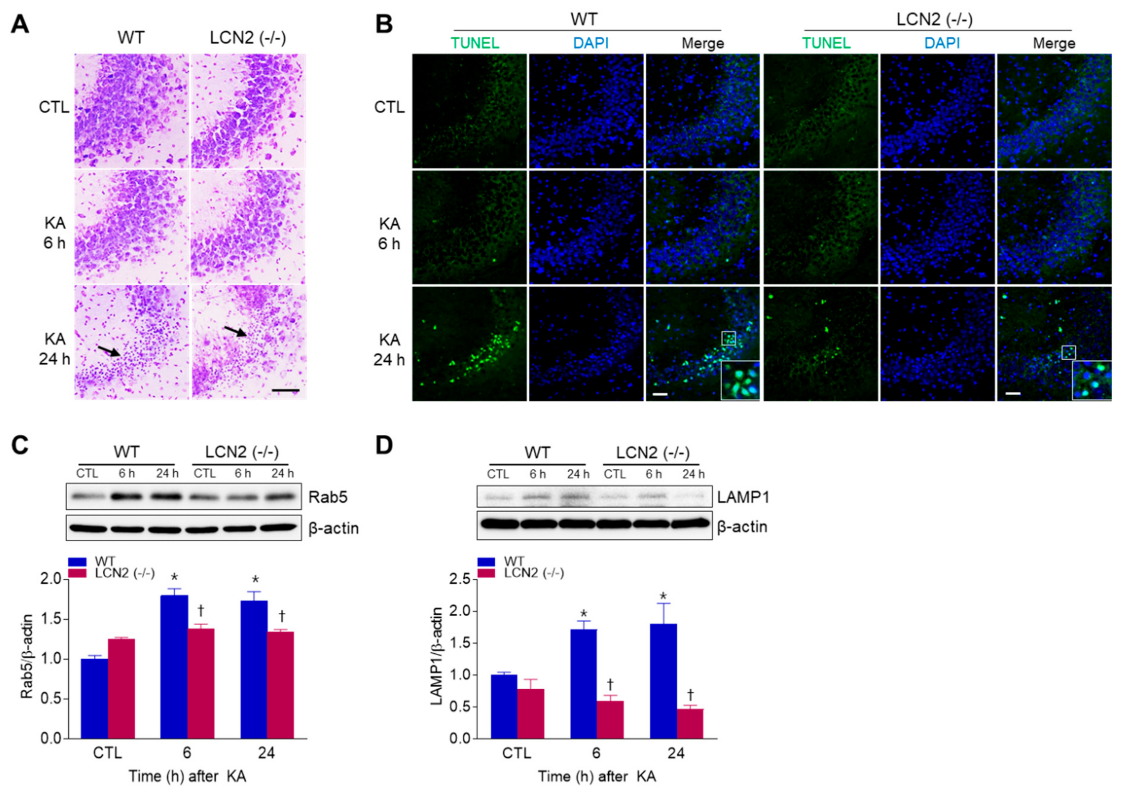 Antioxidants 10 00100 g001 Antioxidants 10 00100 g001