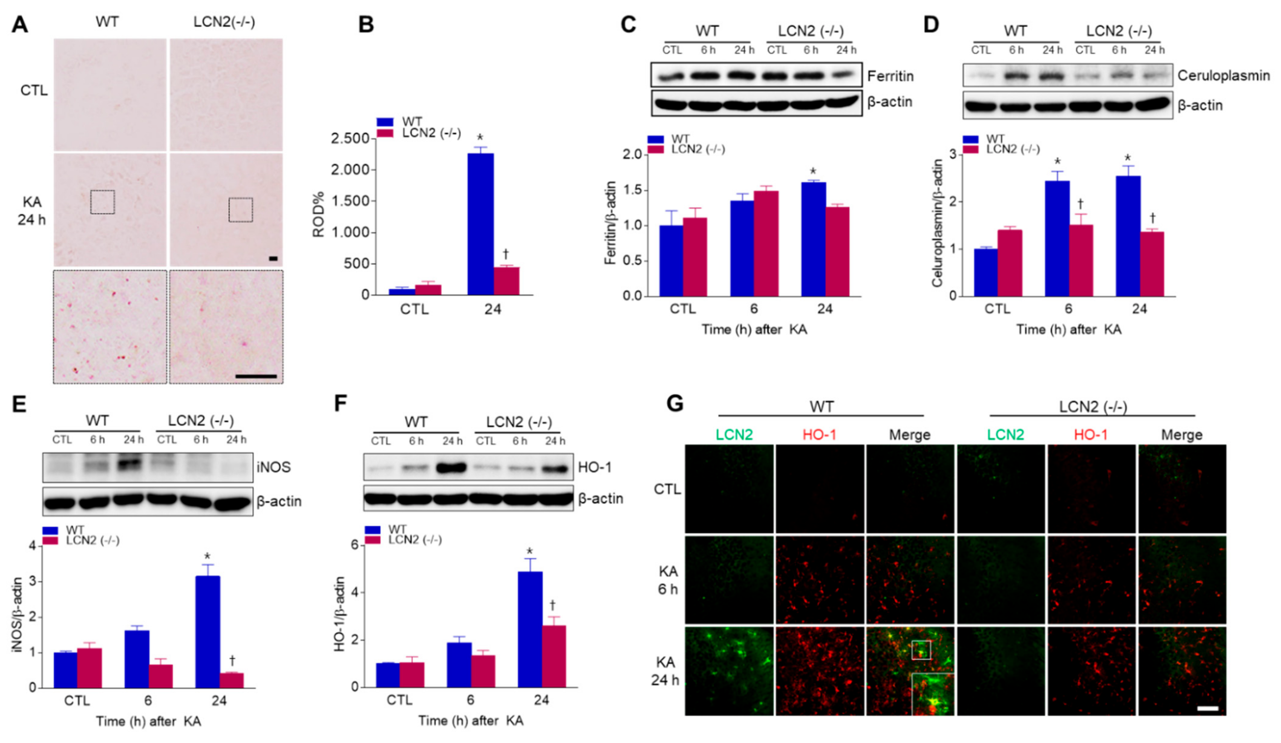 Antioxidants 10 00100 g005 Antioxidants 10 00100 g005