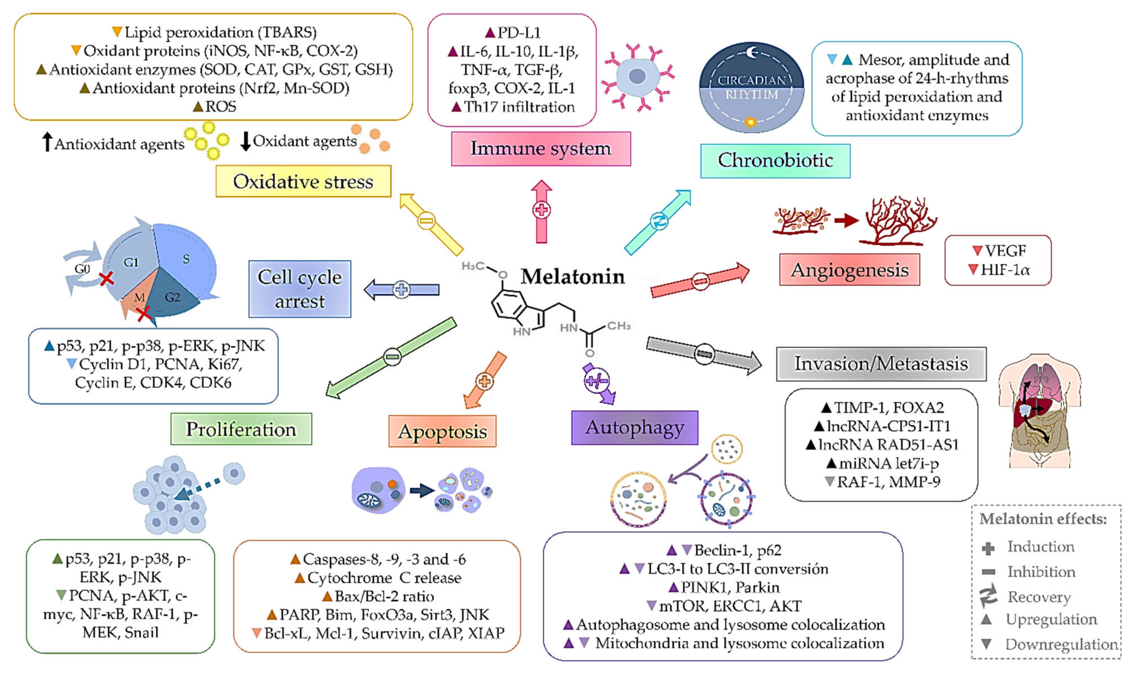 Antioxidants 10 00103 g003 Antioxidants 10 00103 g003