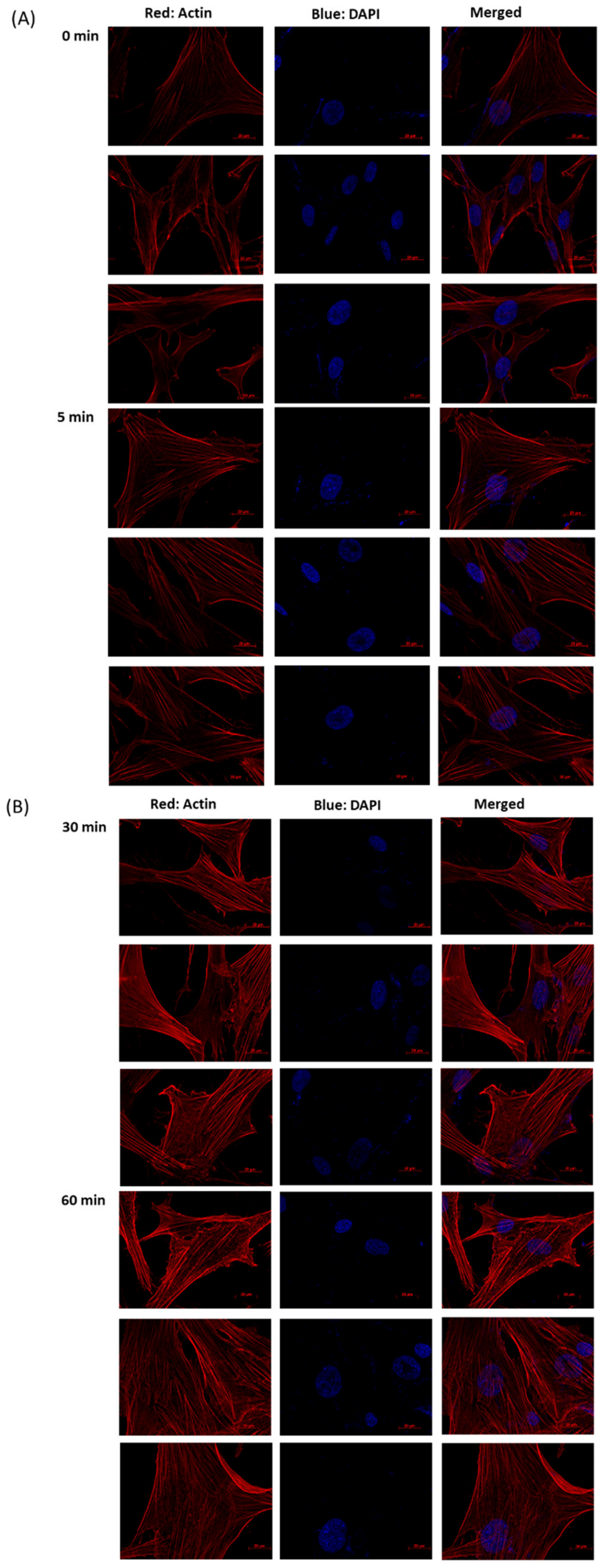 Antioxidants 10 00107 g003a Antioxidants 10 00107 g003a