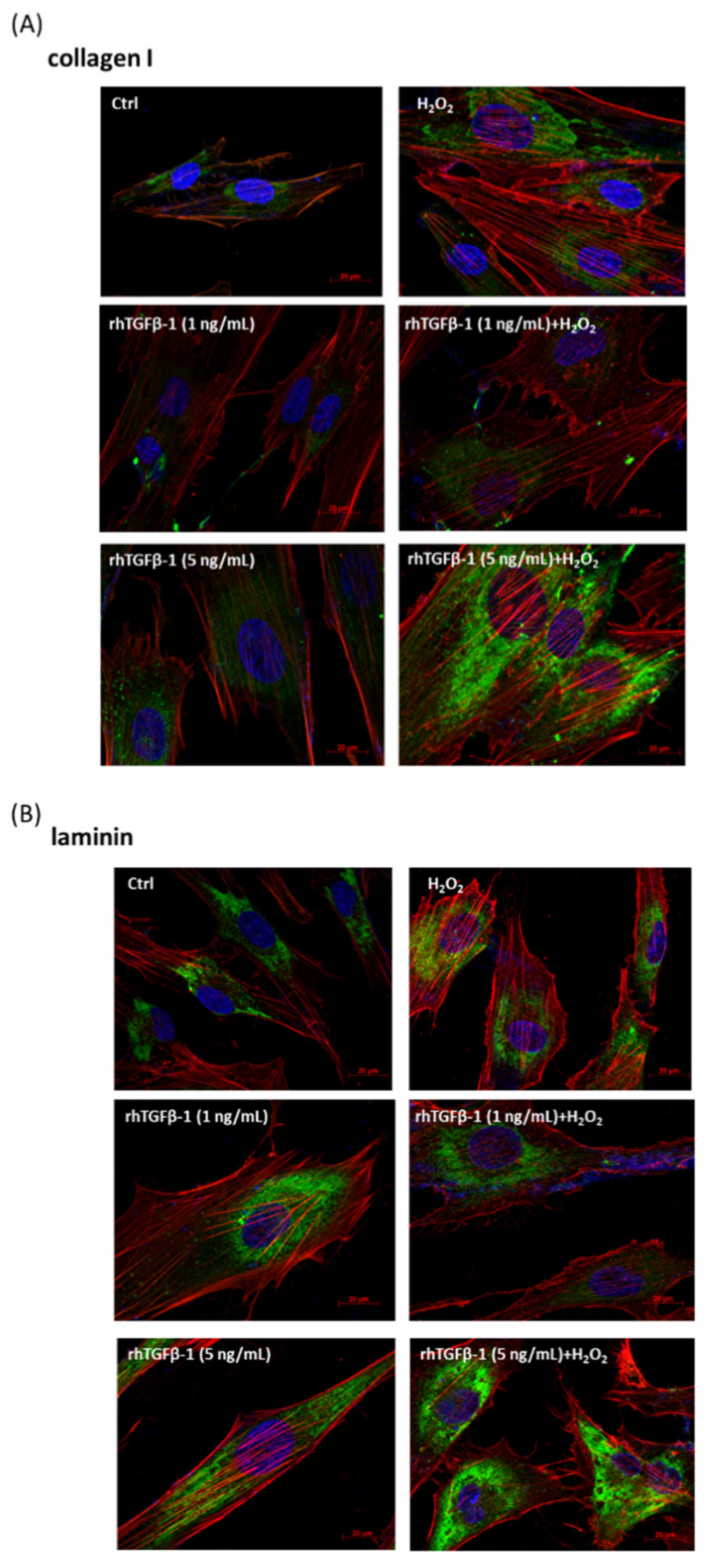 Antioxidants 10 00107 g006 Antioxidants 10 00107 g006