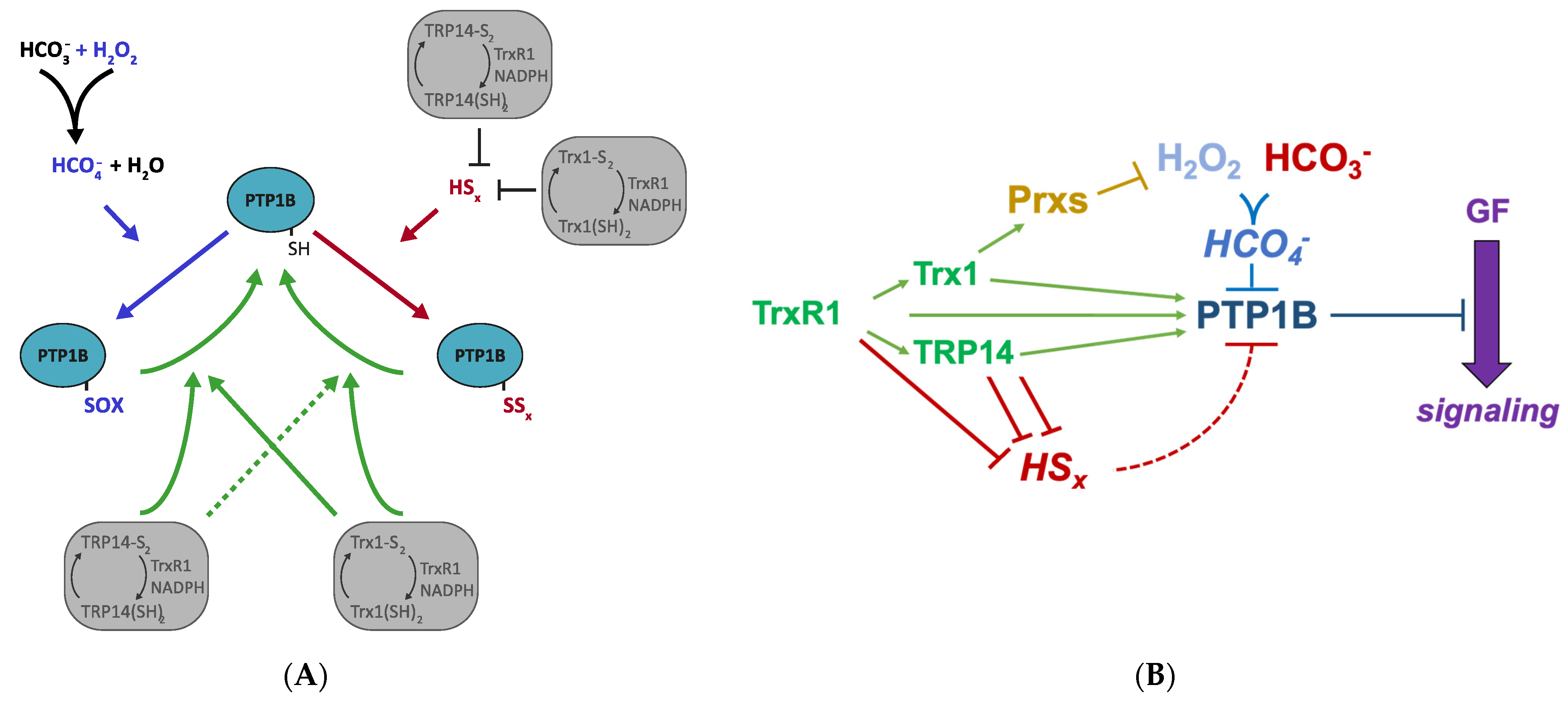 Antioxidants 10 00111 g006 Antioxidants 10 00111 g006