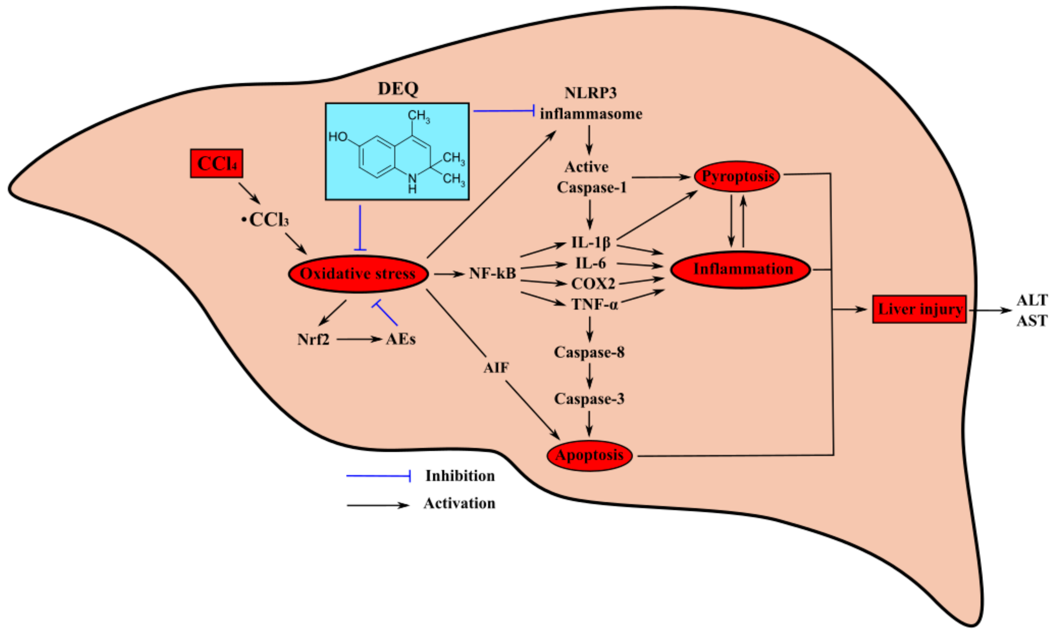 Antioxidants 10 00122 g008 Antioxidants 10 00122 g008