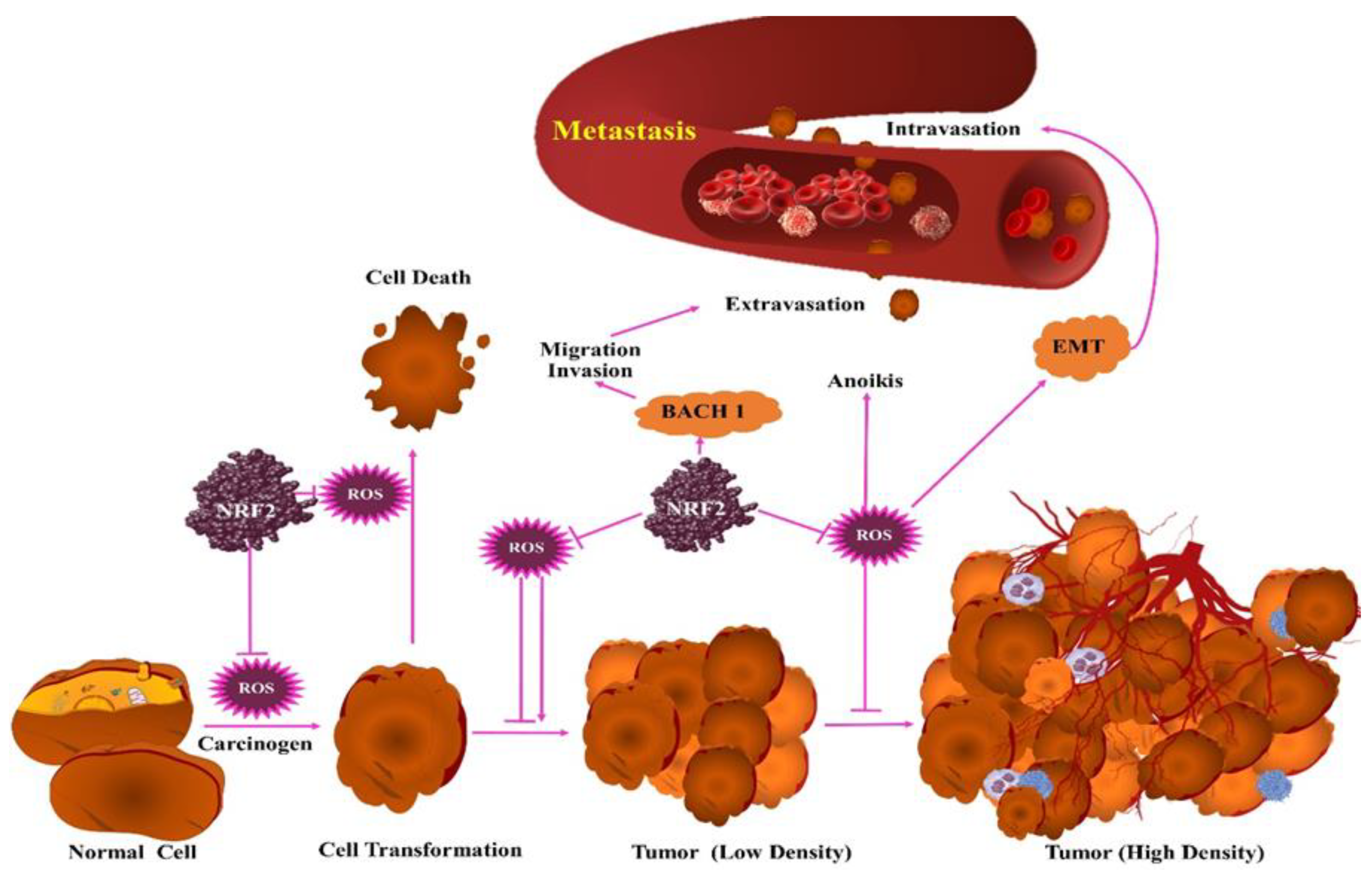 Antioxidants 10 00128 g003