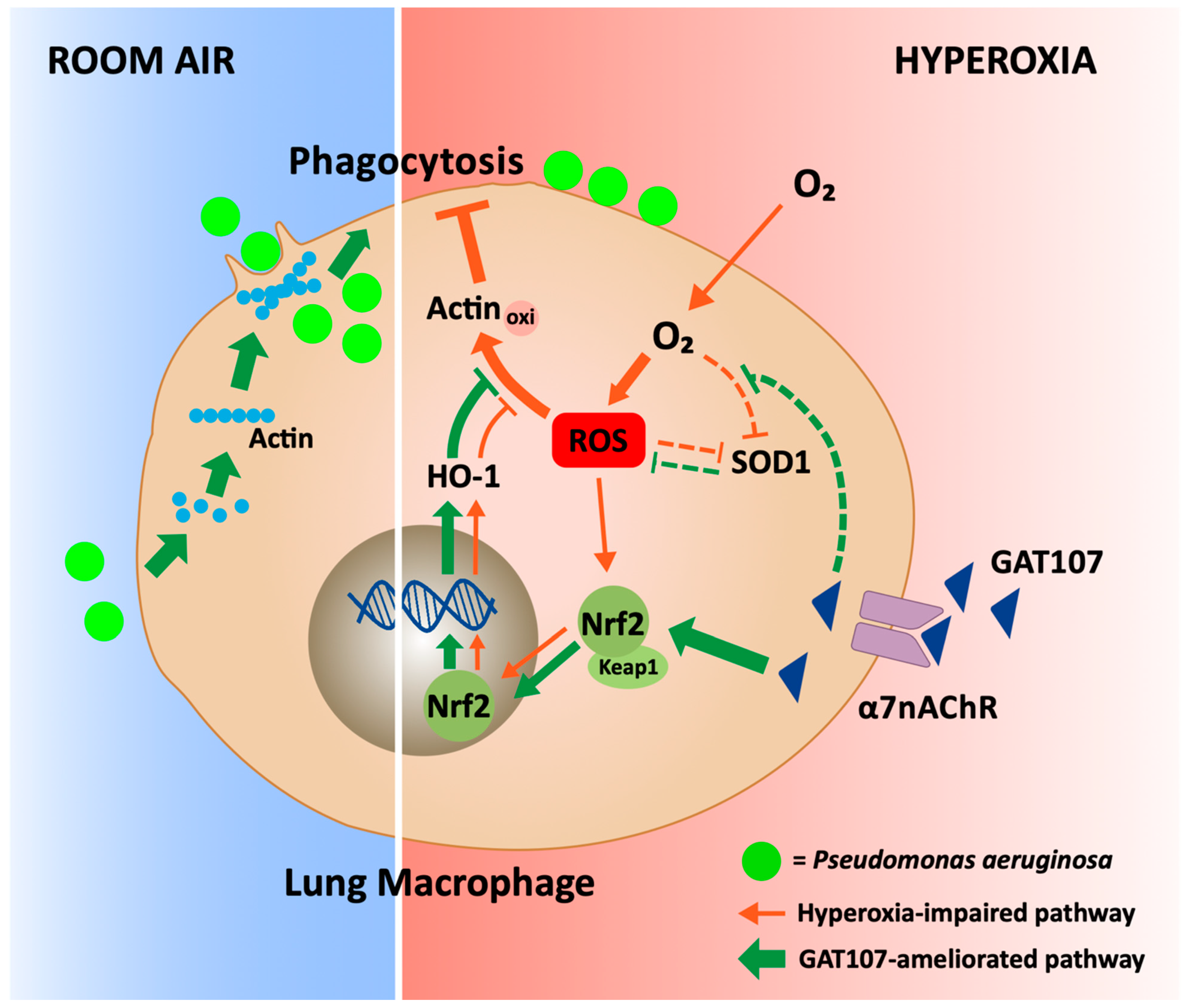 Antioxidants 10 00135 g006 Antioxidants 10 00135 g006
