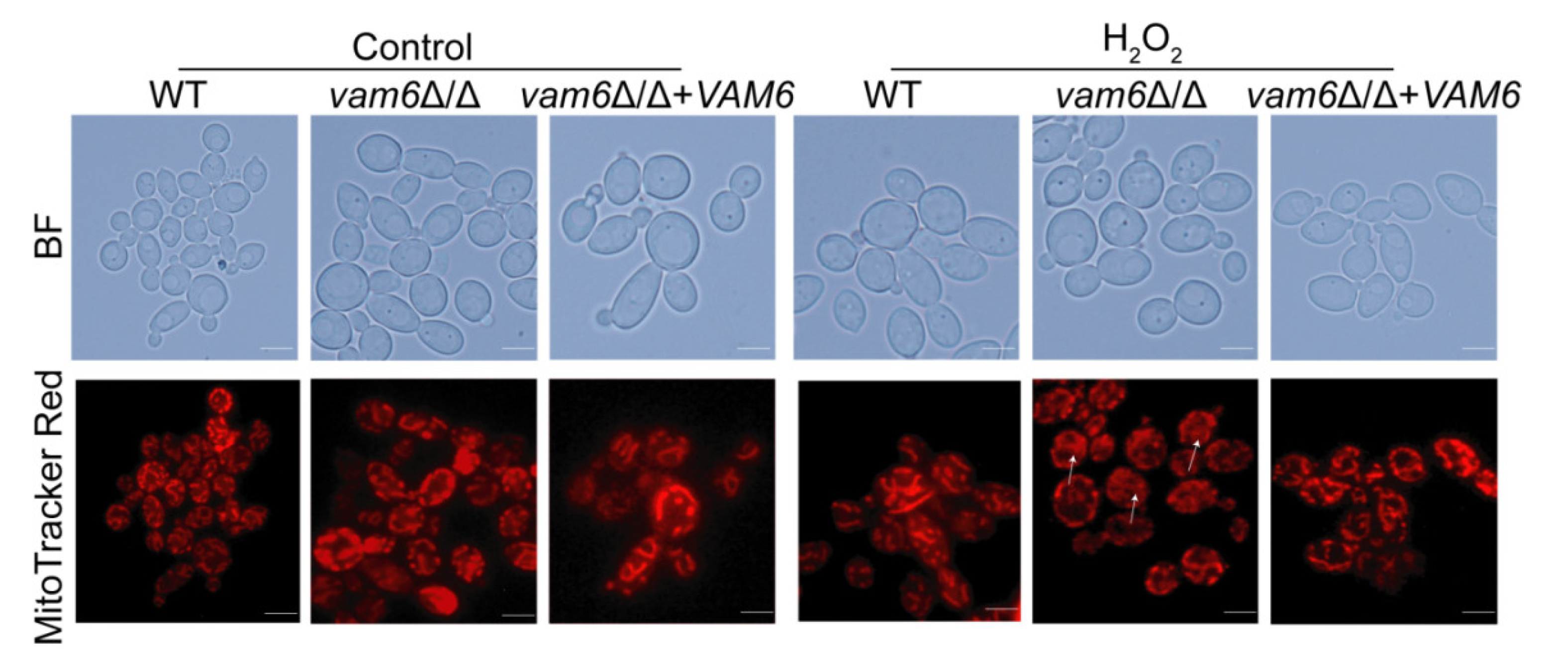 Antioxidants 10 00136 g004