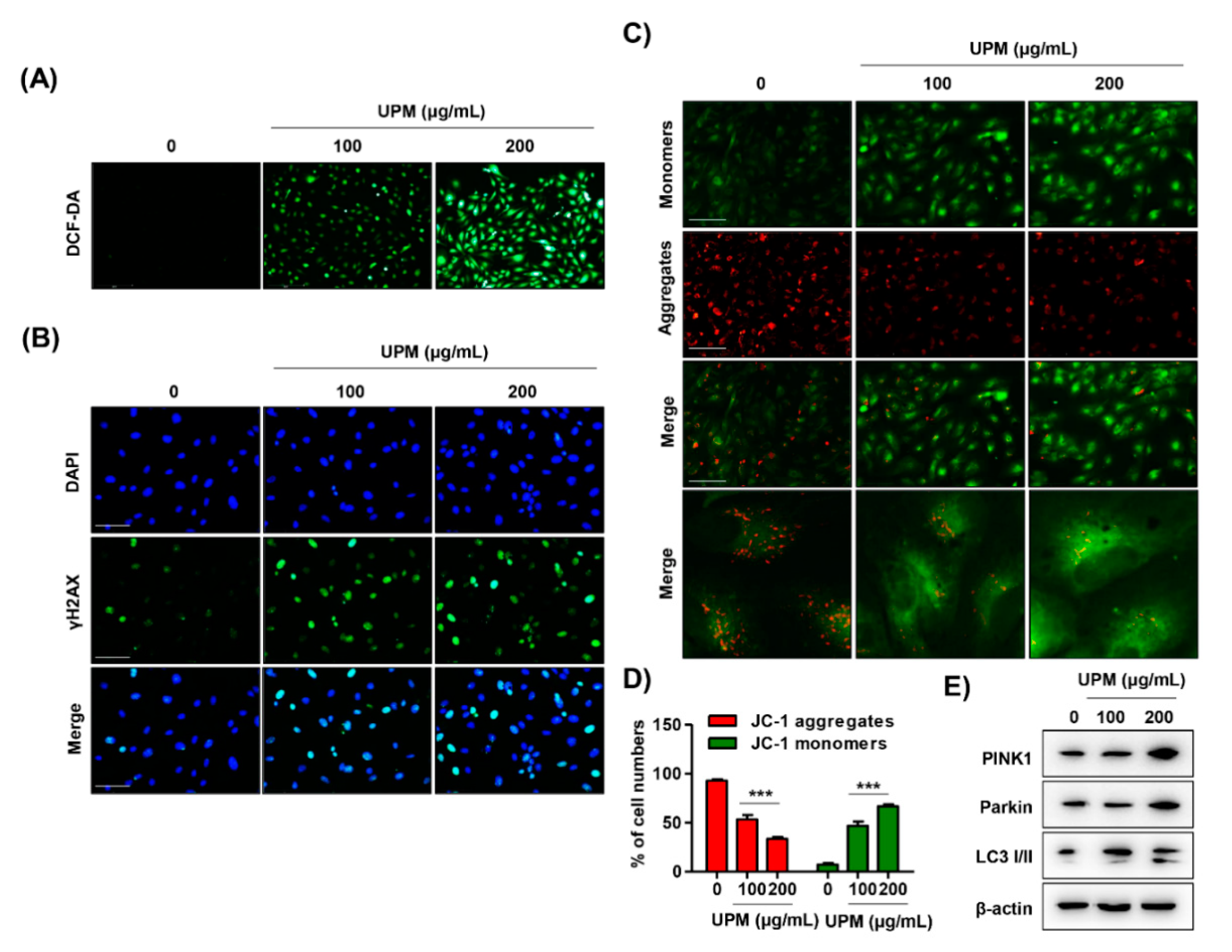 Antioxidants 10 00149 g004