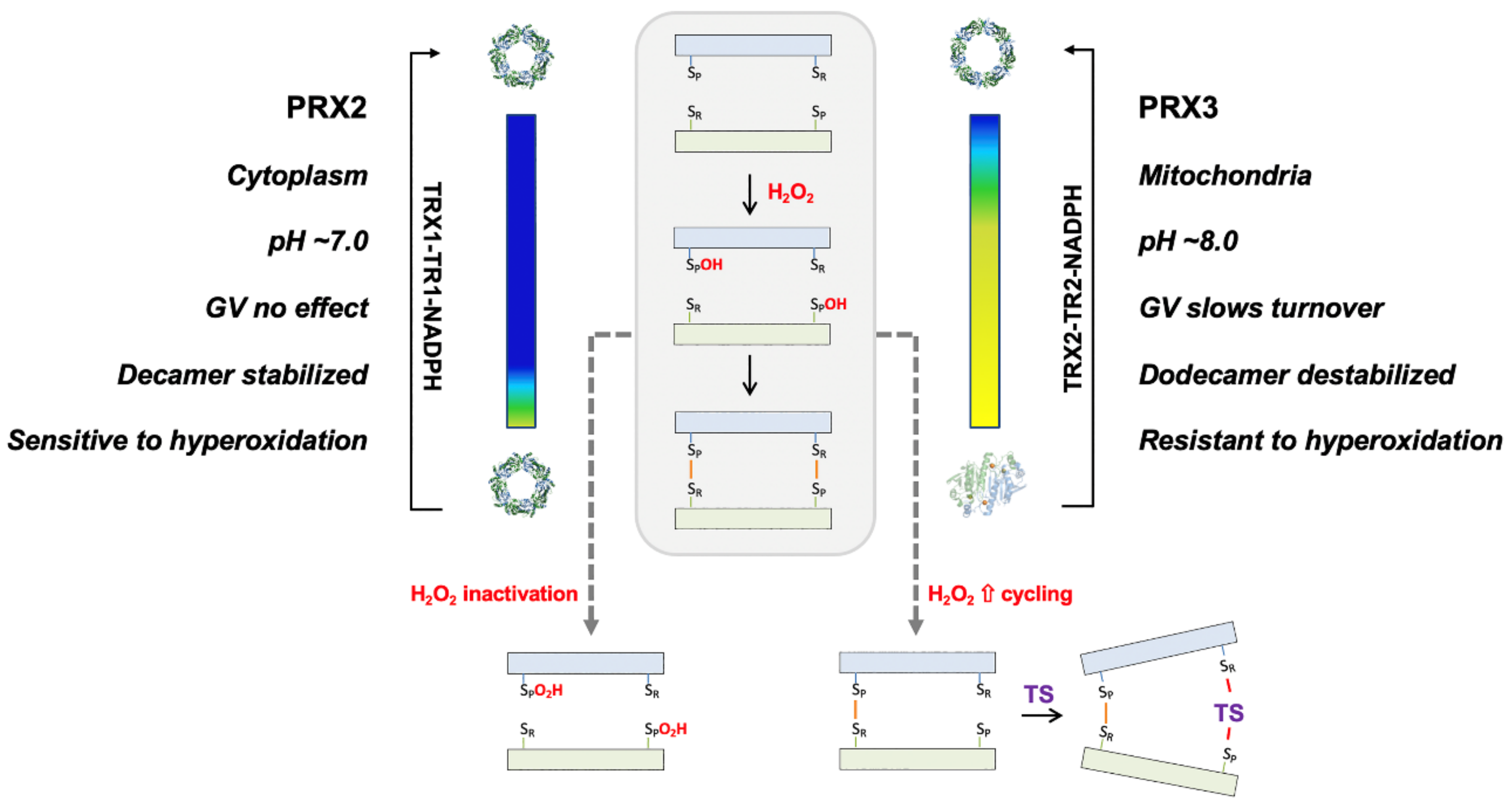 Antioxidants 10 00150 g008 Antioxidants 10 00150 g008