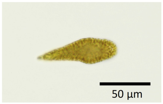 Antioxidants 10 00162 g001 550