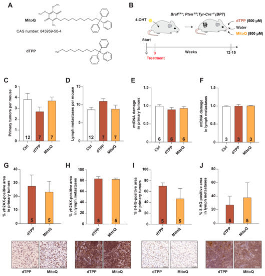 MitochondriaTargeted Antioxidants MitoQ and MitoTEMPO Do Not Influence