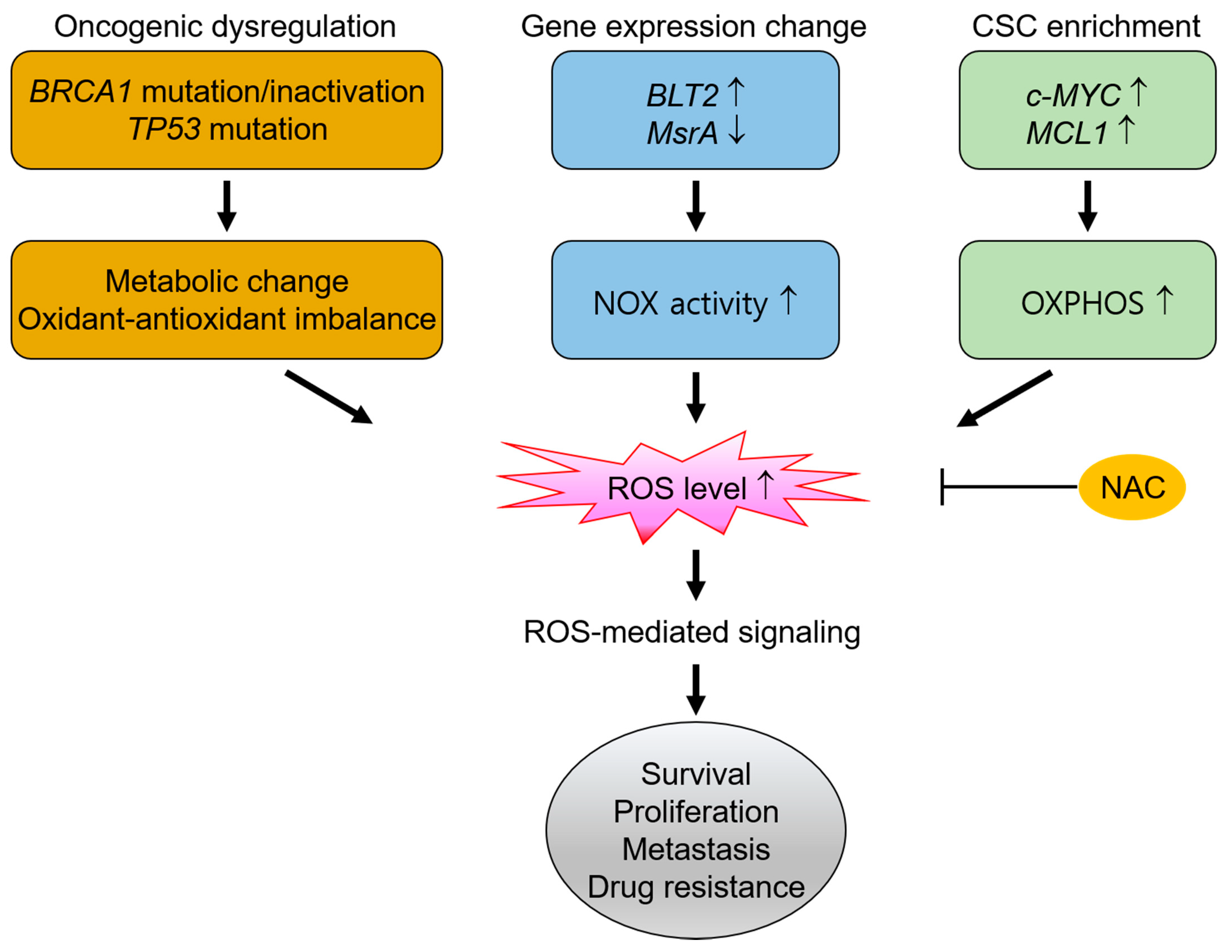 Antioxidants 10 00169 g001 Antioxidants 10 00169 g001