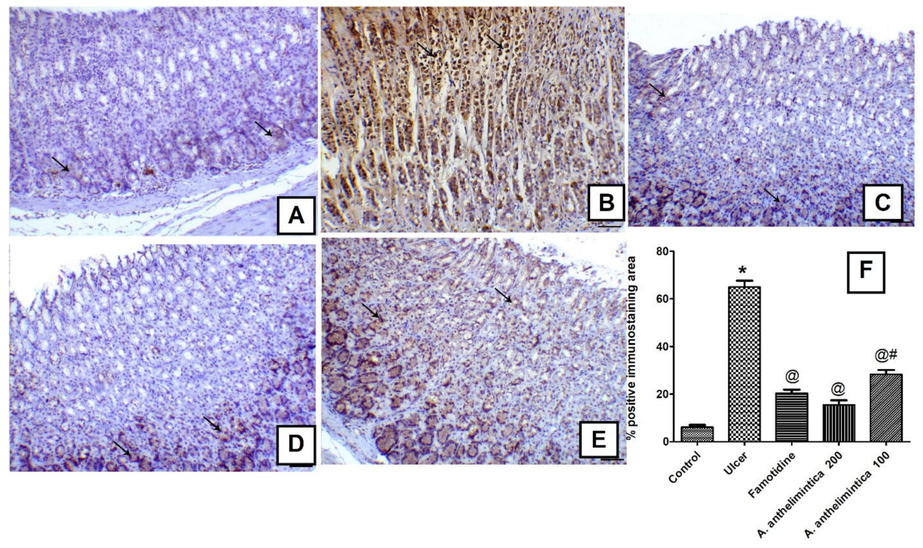 Antioxidants 10 00176 g008