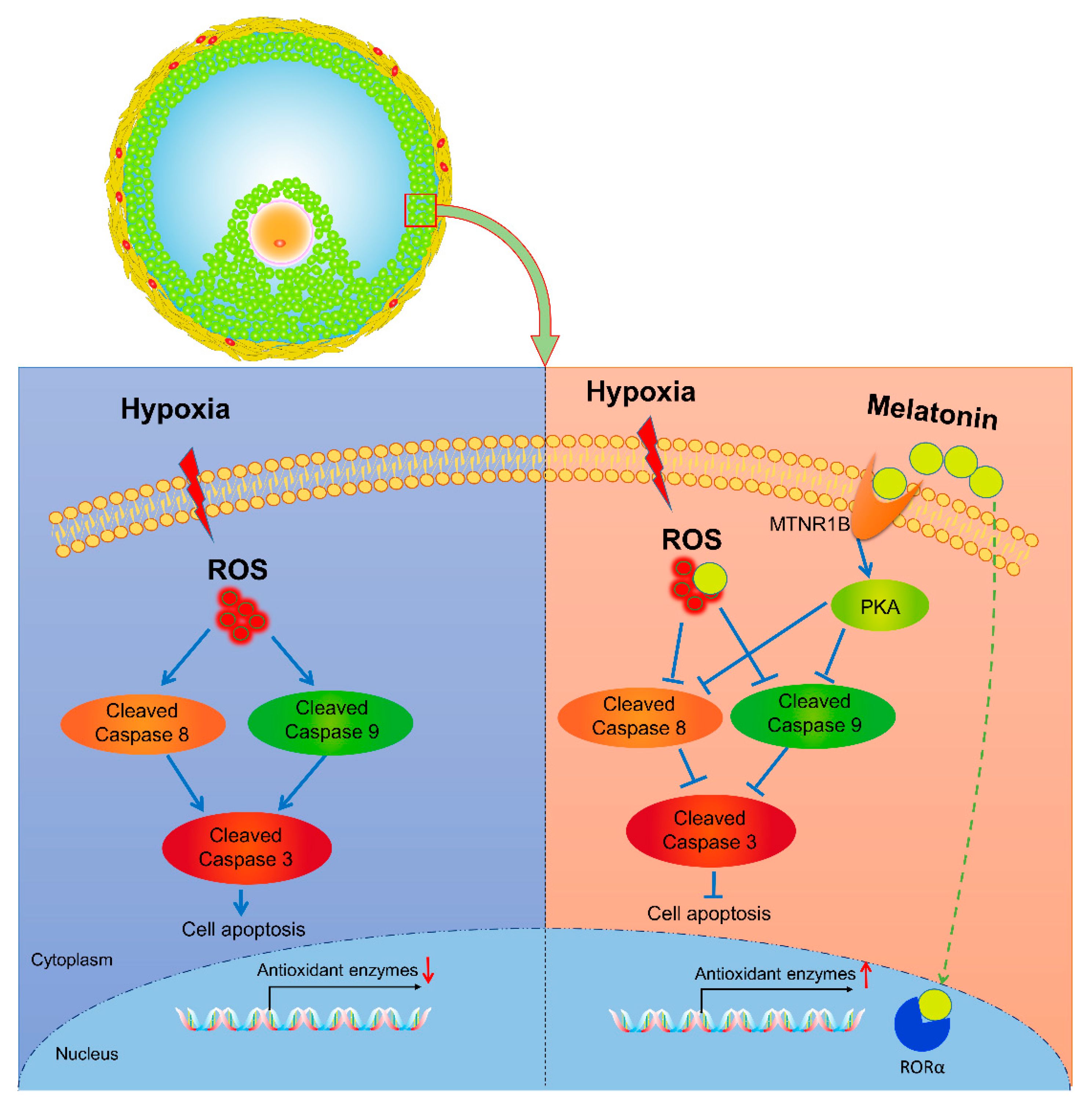 La mélatonine atténue l'apoptose induite par l'hypoxie