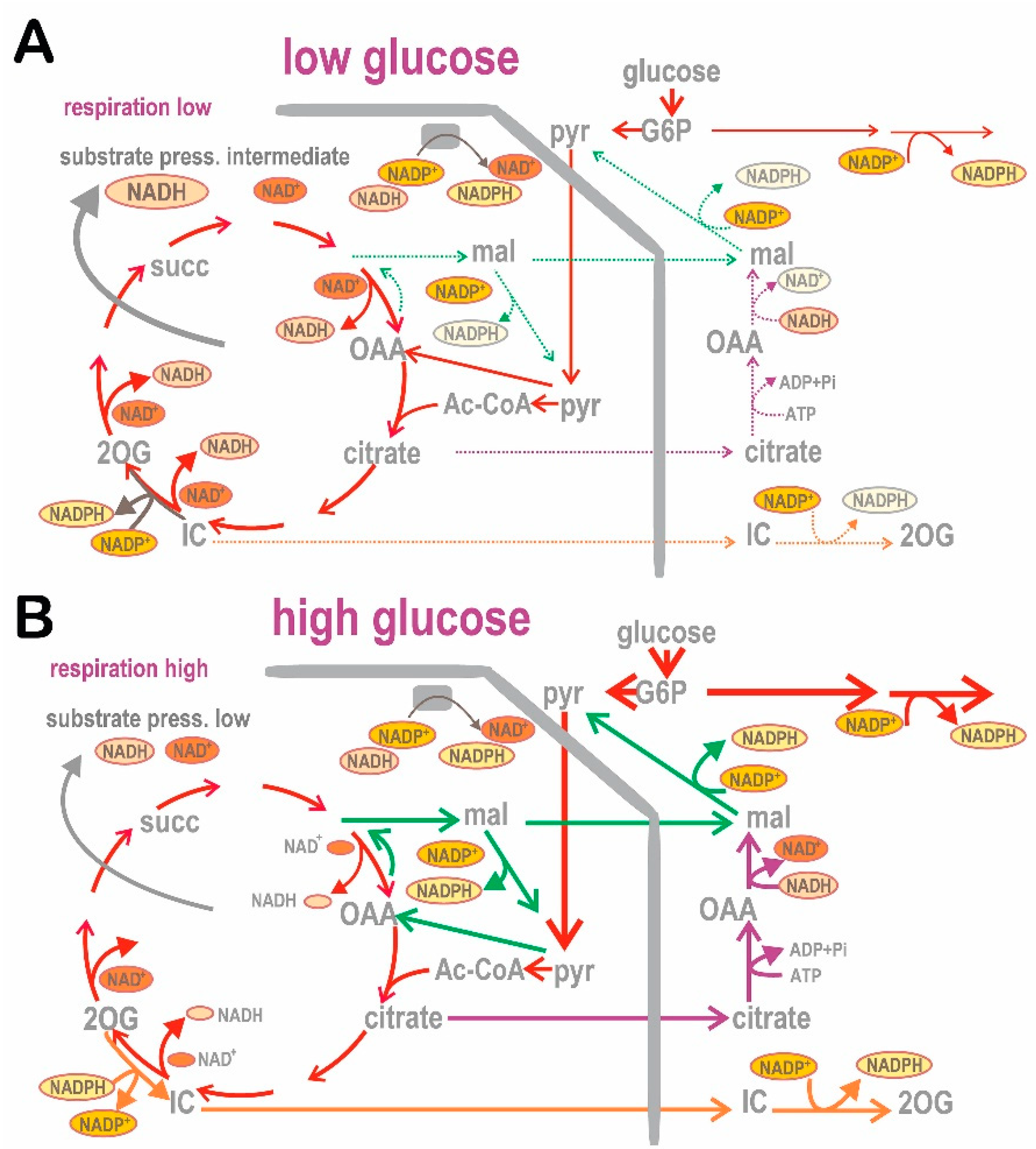 Antioxidants 10 00197 g006 Antioxidants 10 00197 g006