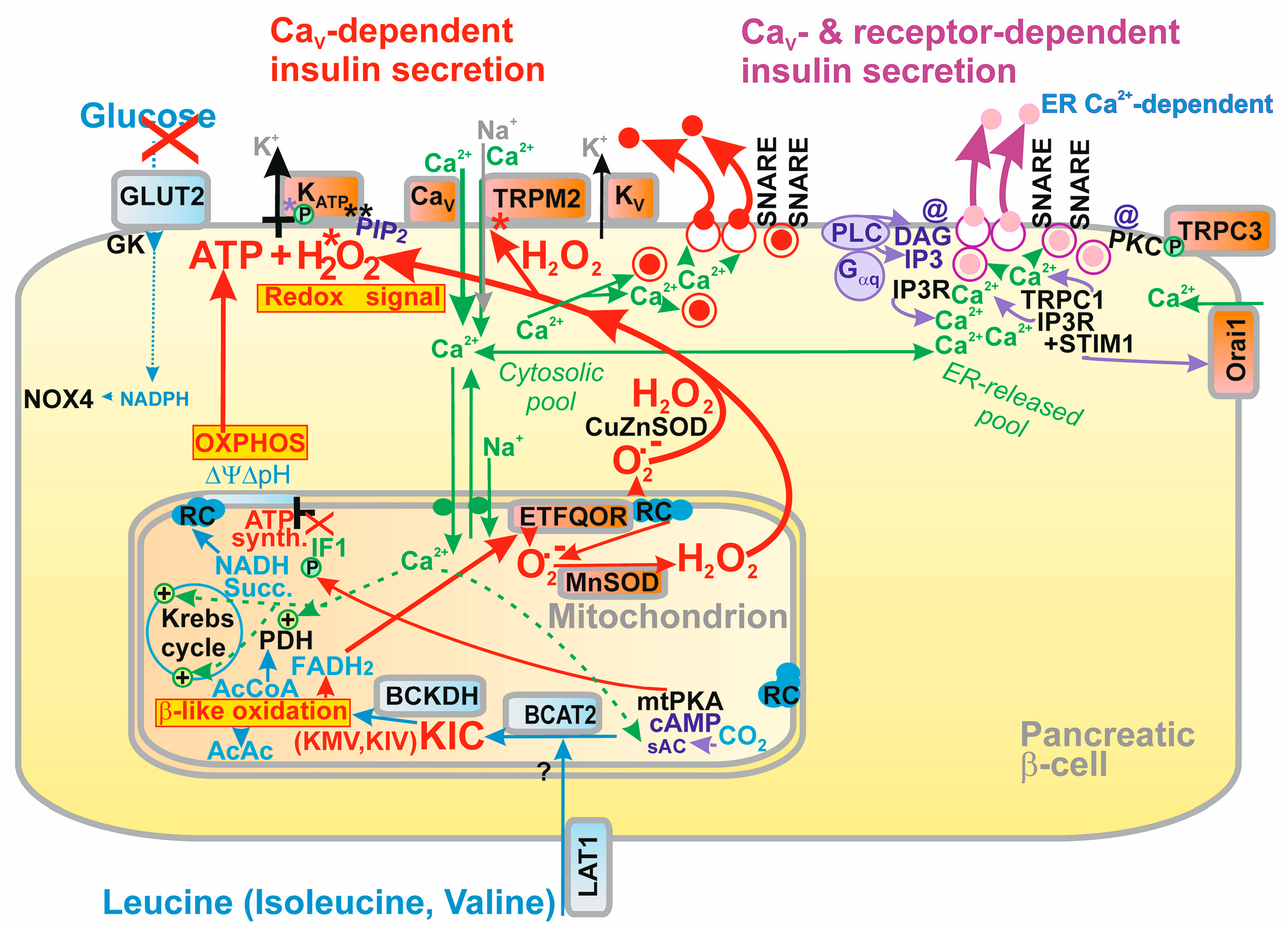 Antioxidants 10 00197 g007 Antioxidants 10 00197 g007