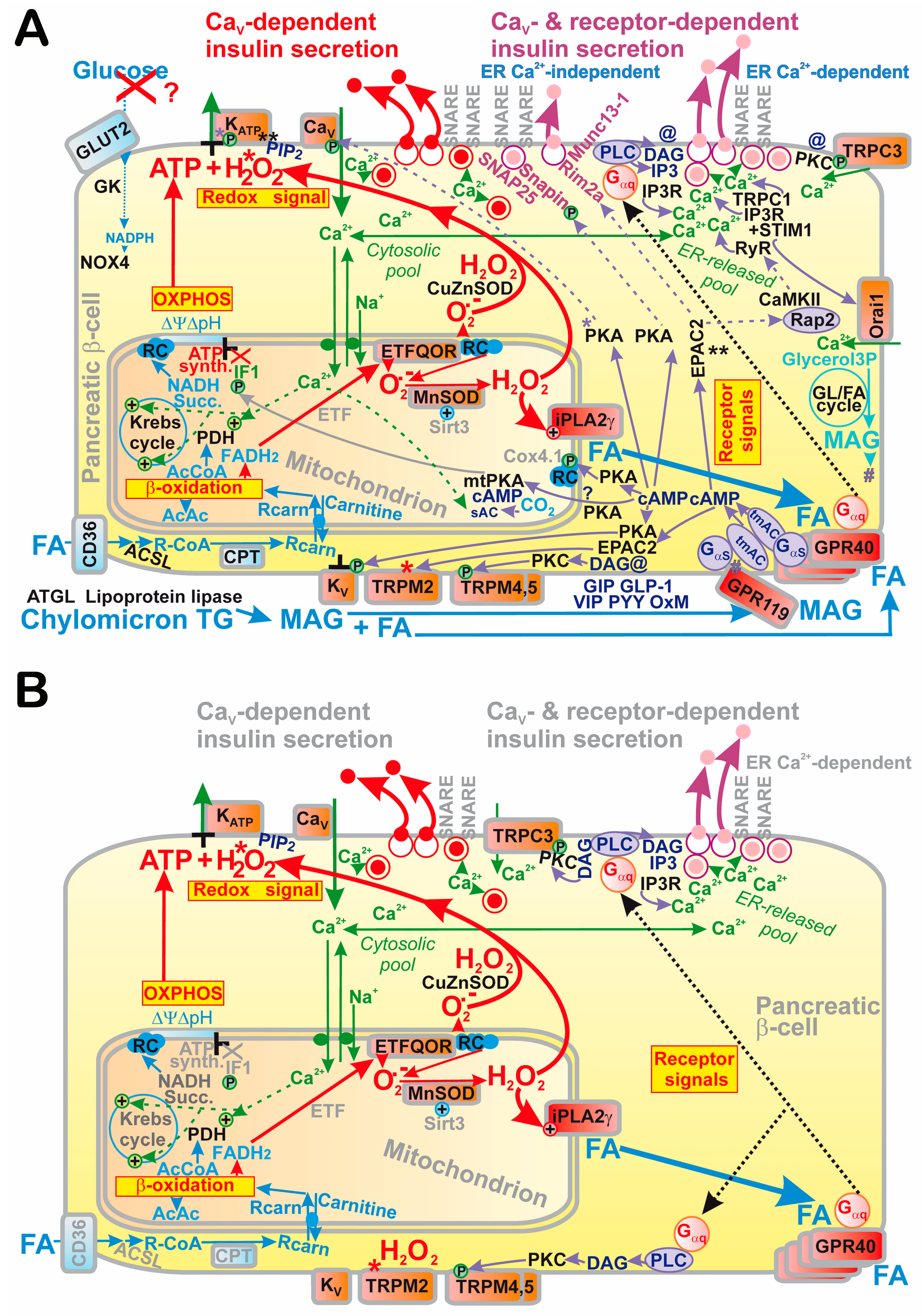 Antioxidants 10 00197 g008 Antioxidants 10 00197 g008