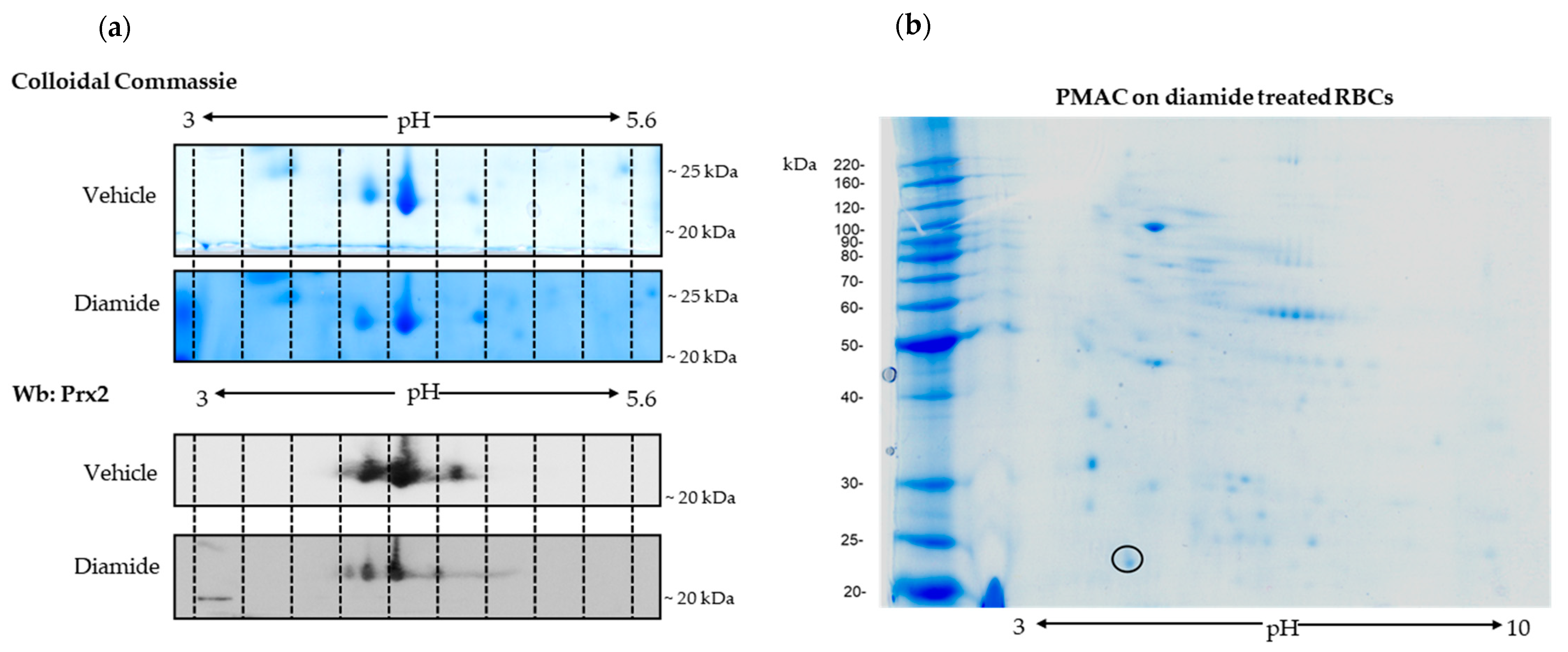 Antioxidants 10 00206 g002 Antioxidants 10 00206 g002