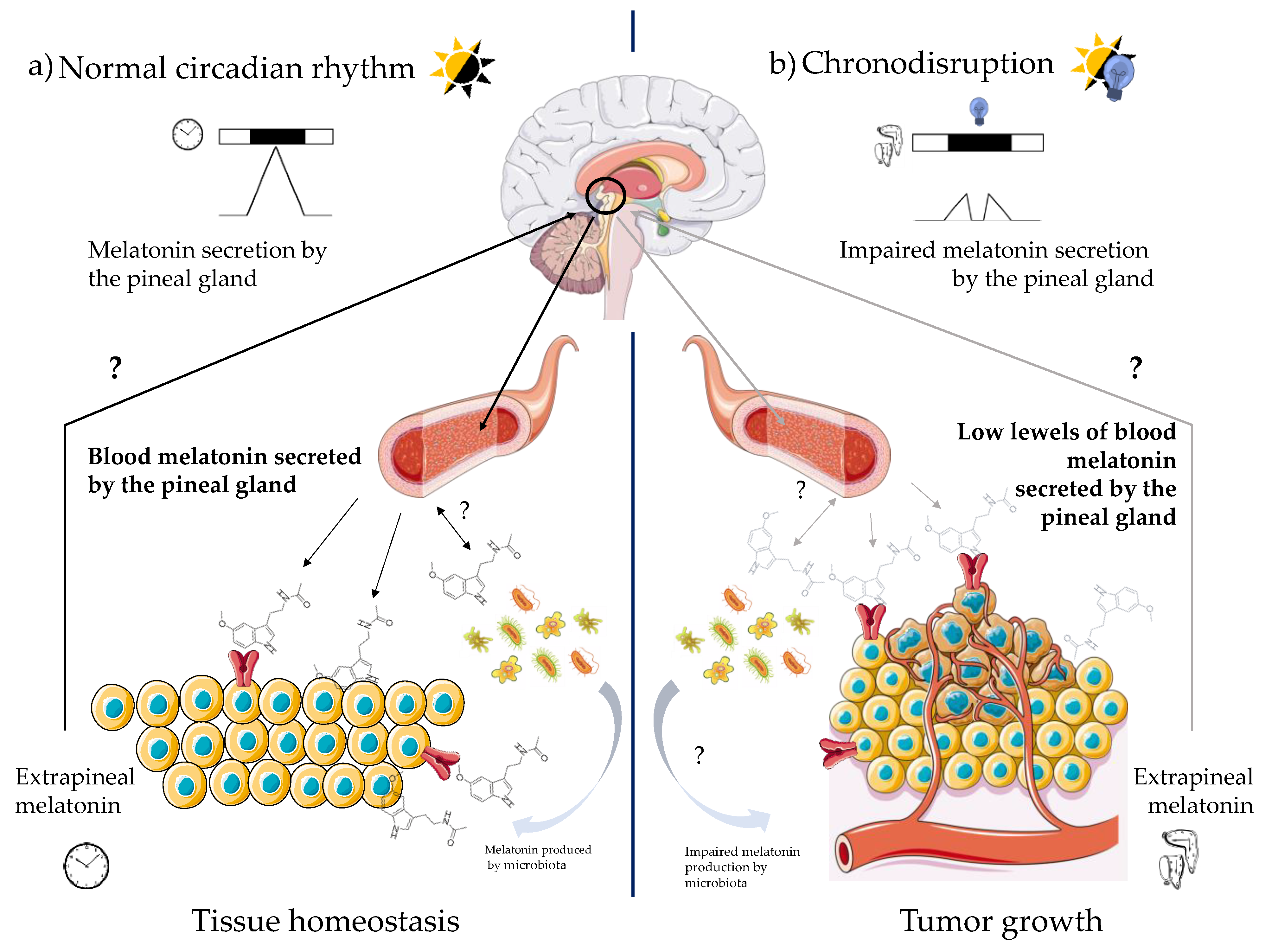 Antioxidants 10 00210 g005