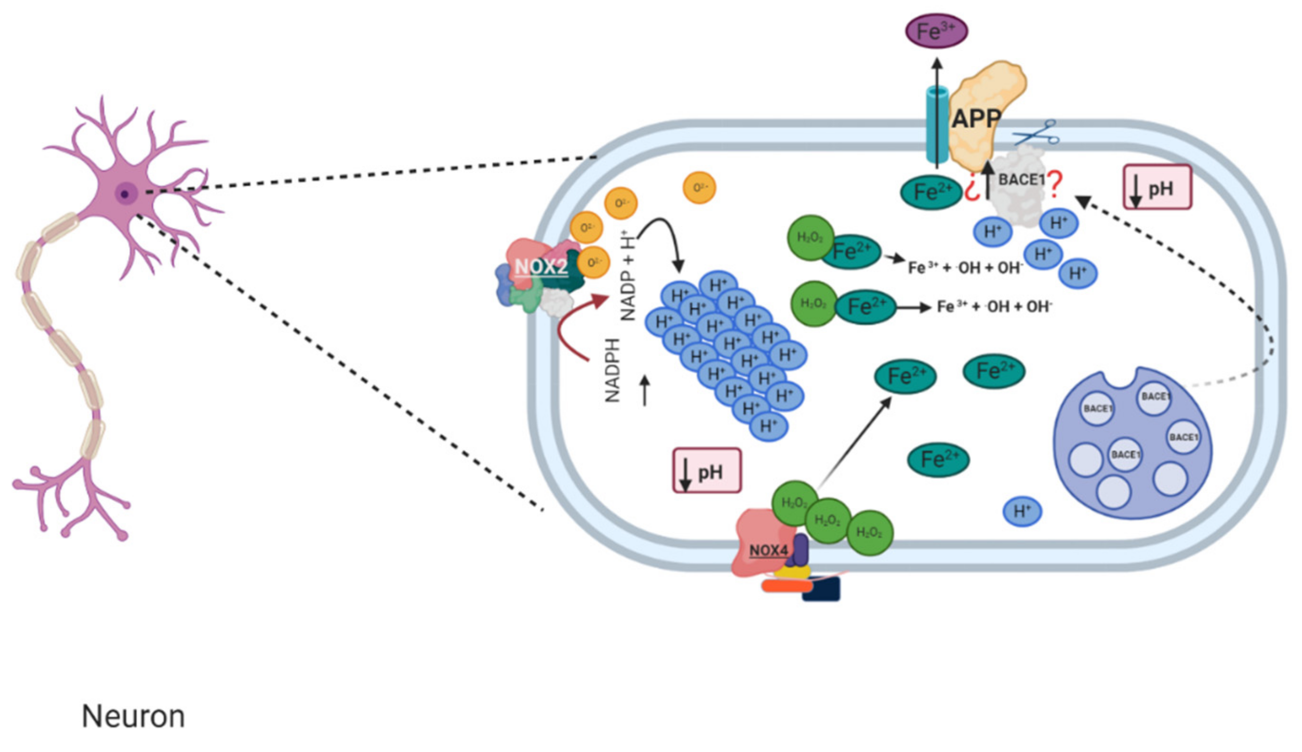 Antioxidants 10 00218 g004 Antioxidants 10 00218 g004