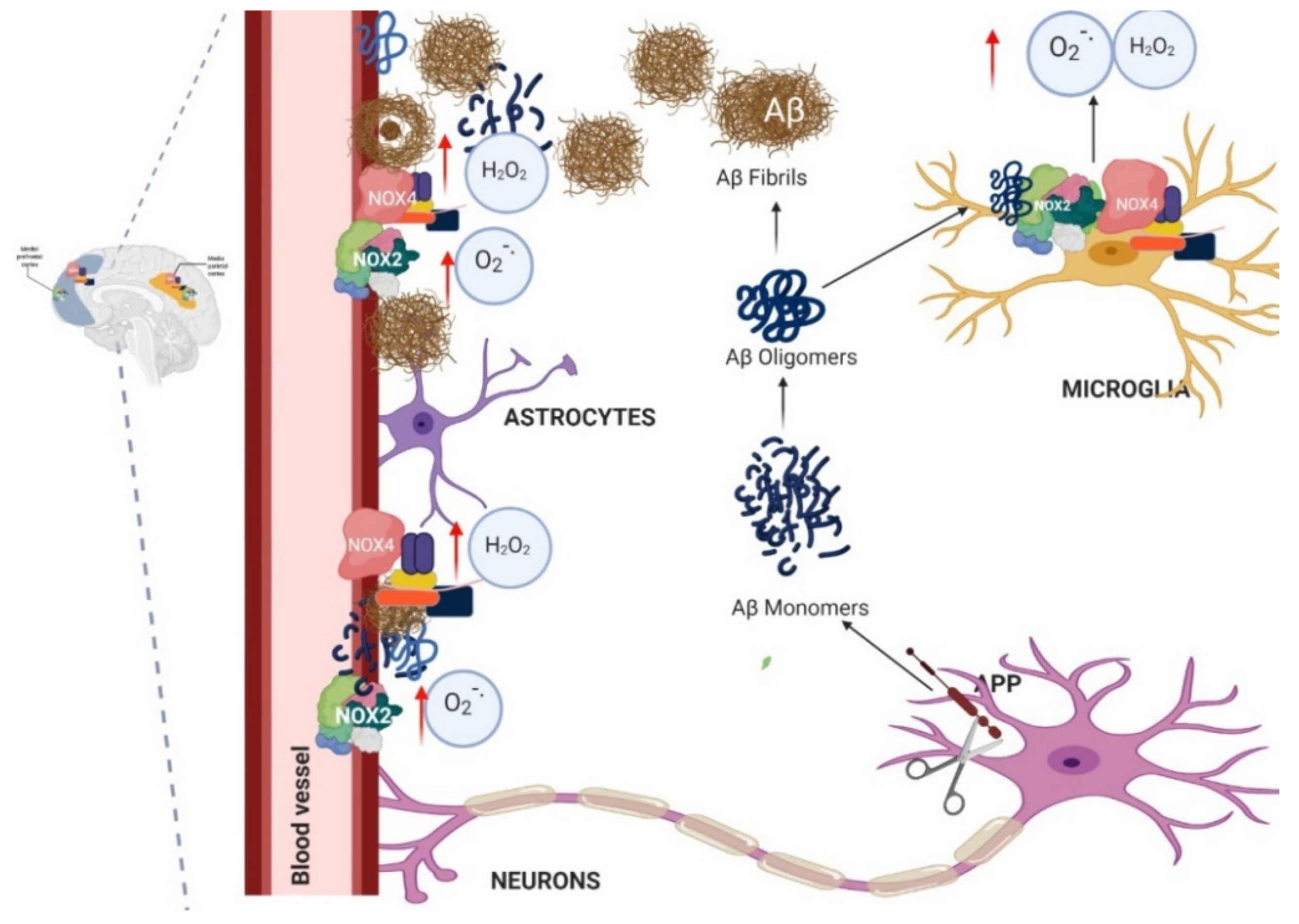 Antioxidants 10 00218 g005 Antioxidants 10 00218 g005
