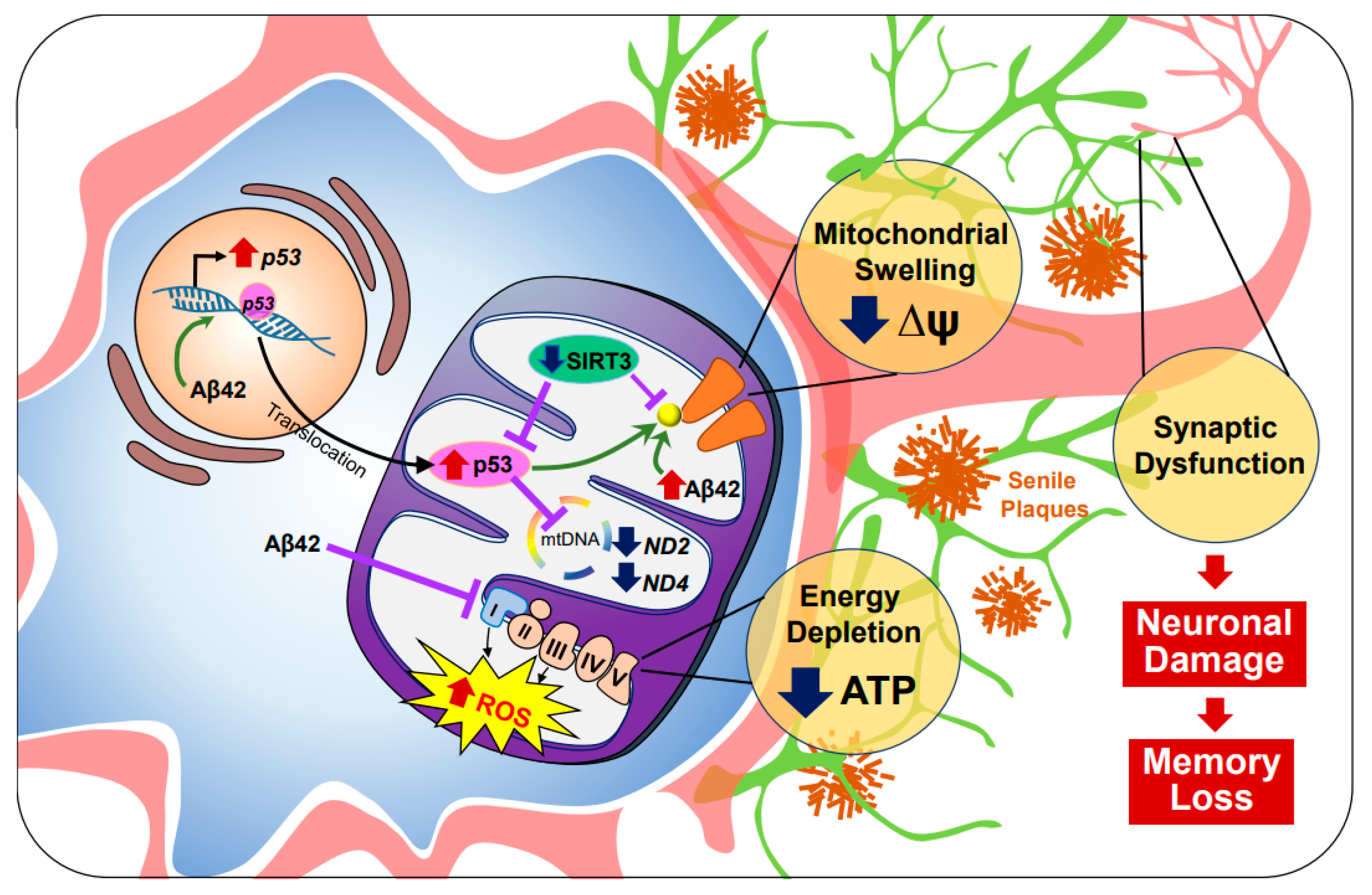 Antioxidants 10 00229 g001 Antioxidants 10 00229 g001